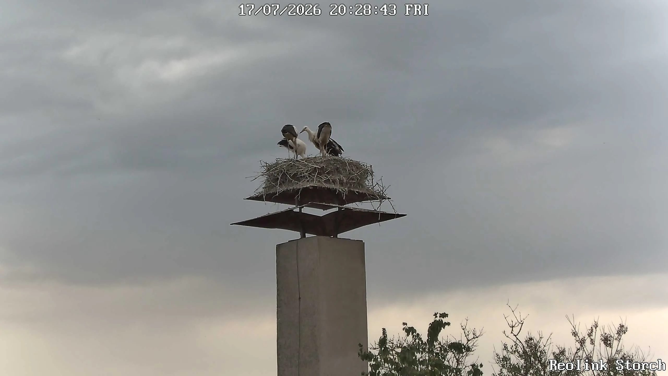 Storchencam Bild