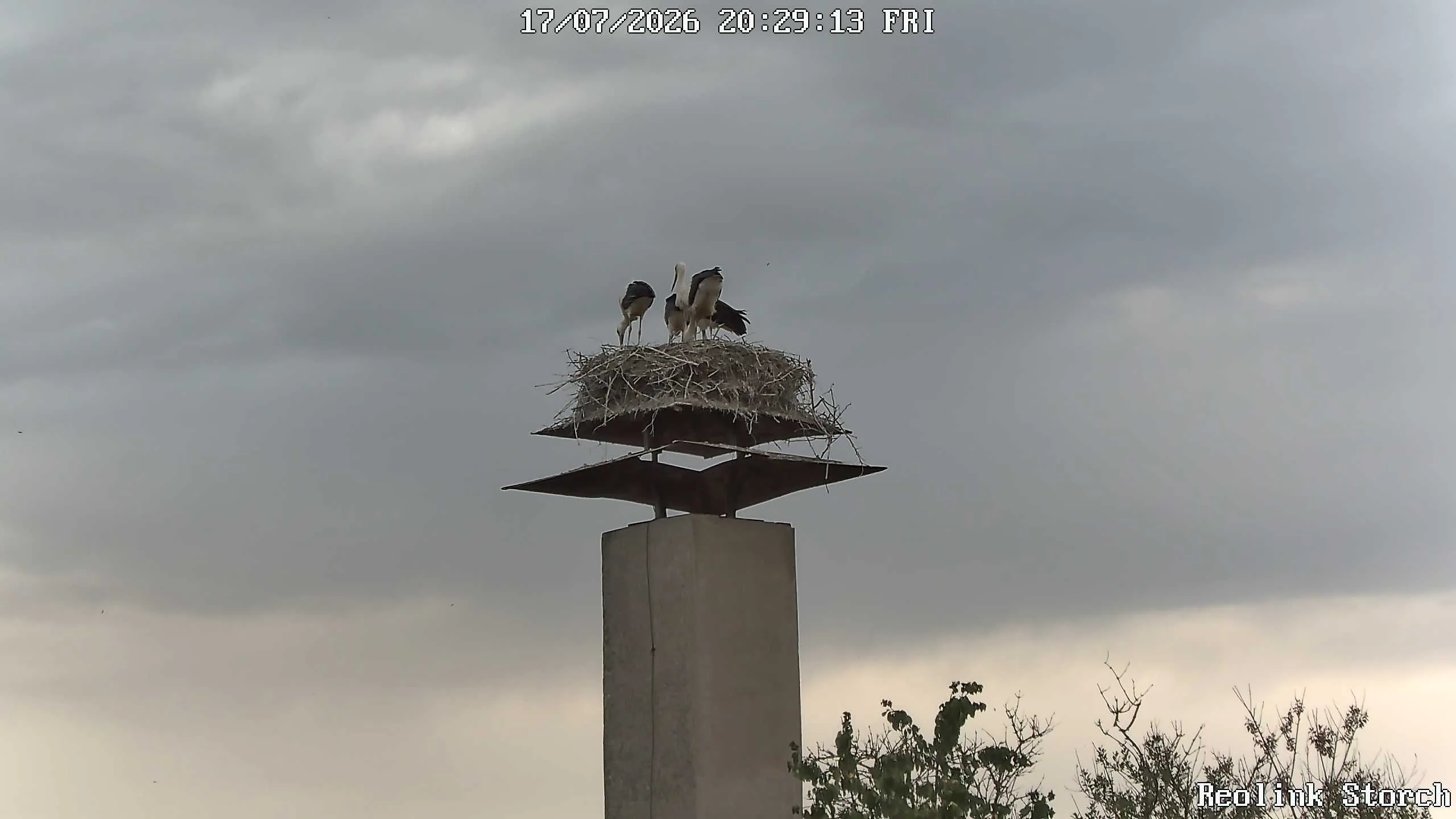 Storchencam Bild