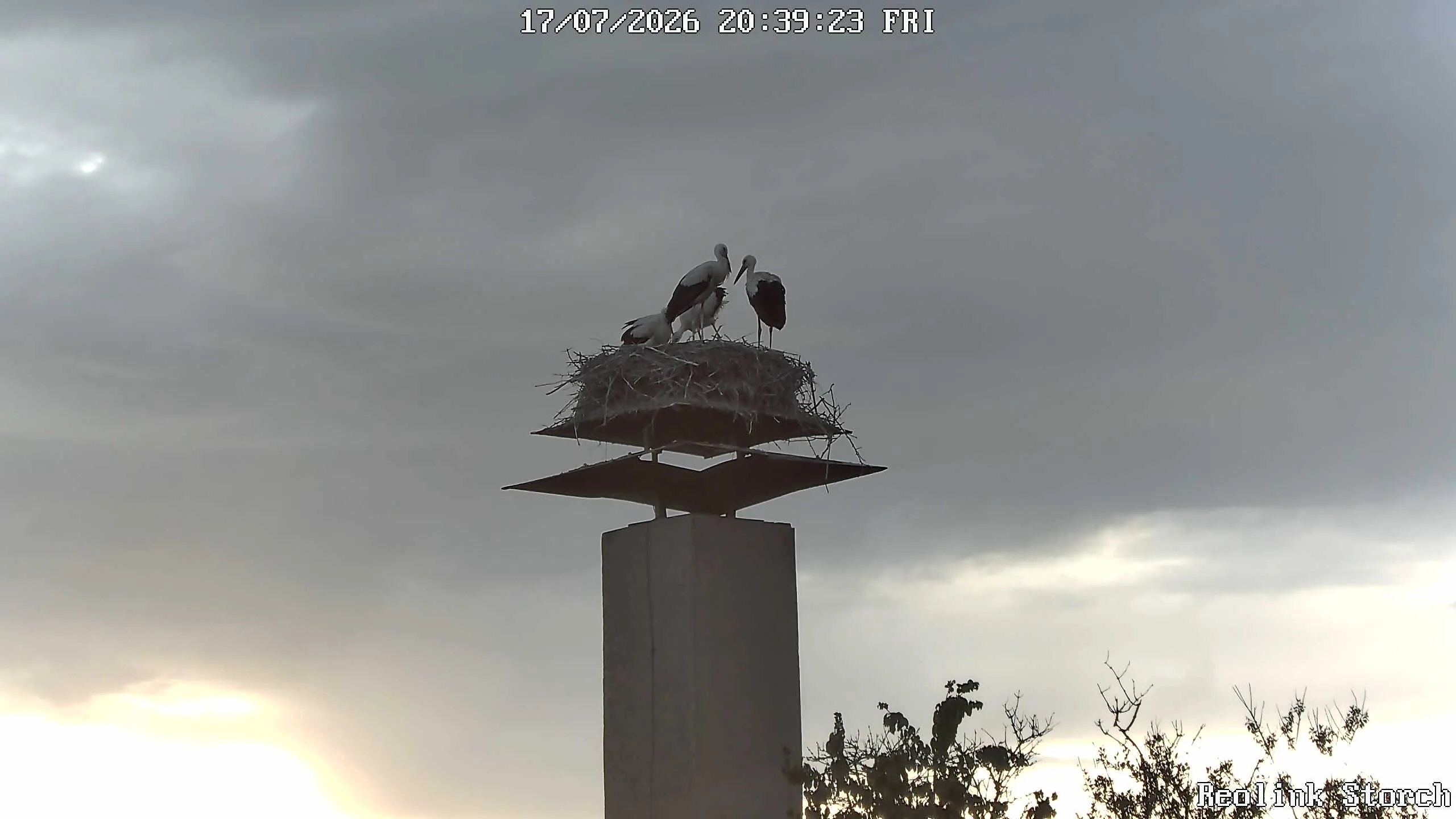 Storchencam Bild