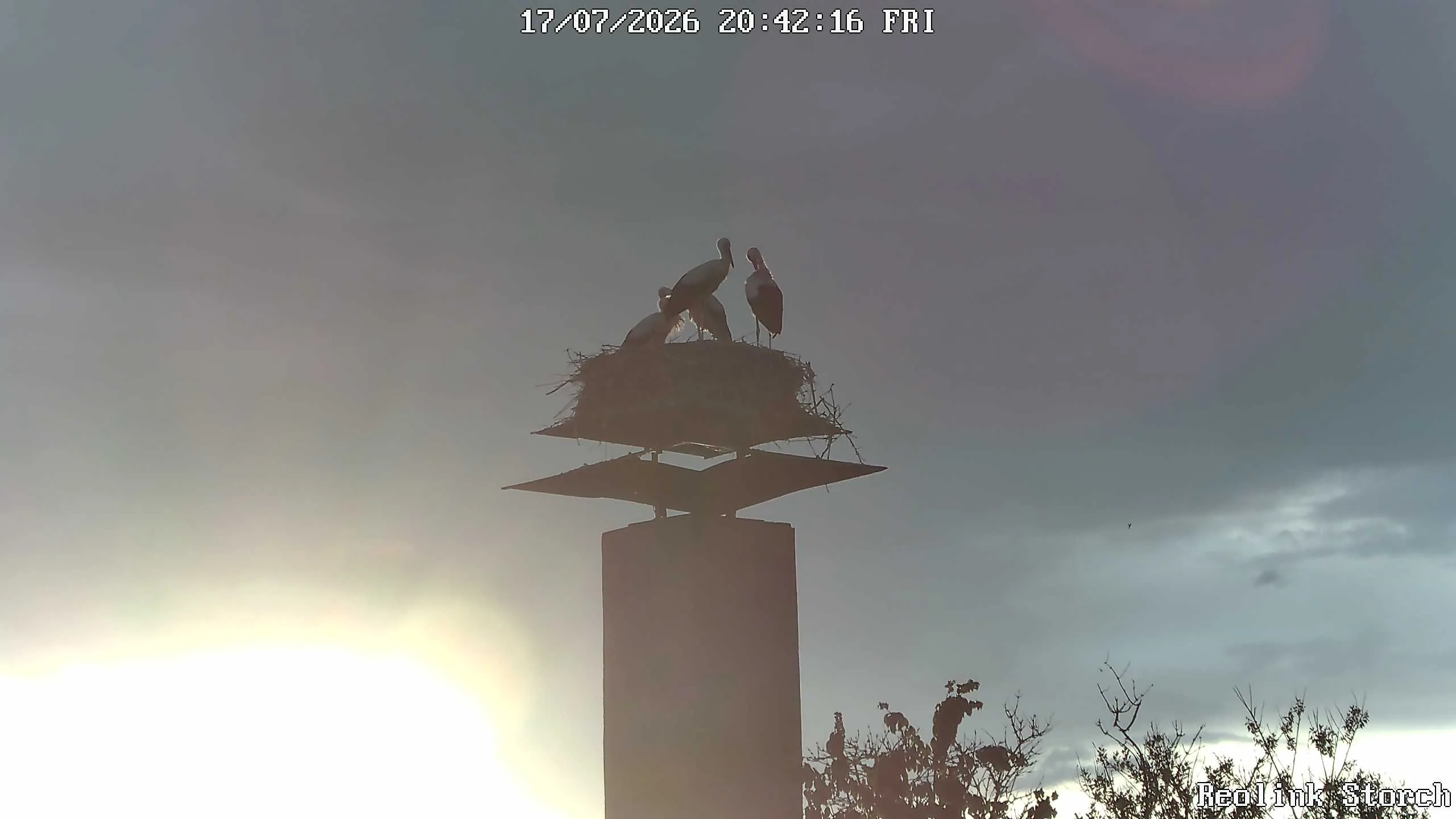 Storchencam Bild