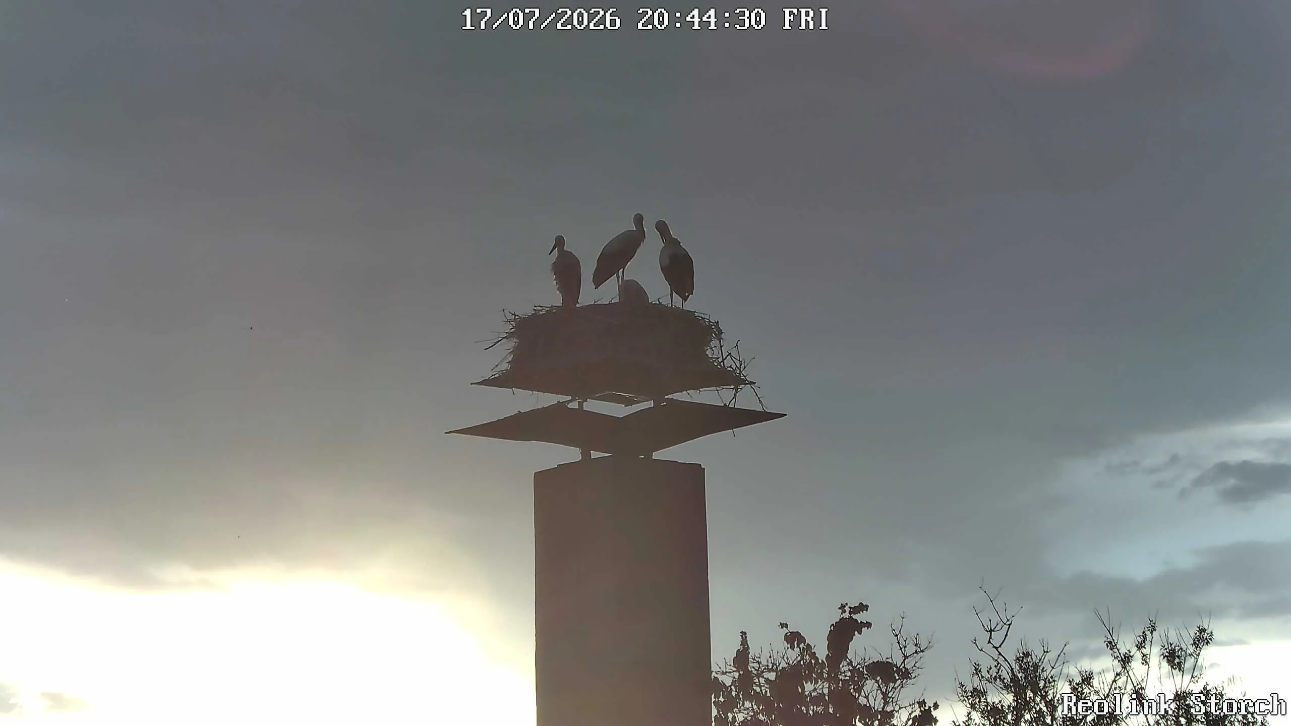 Storchencam Bild