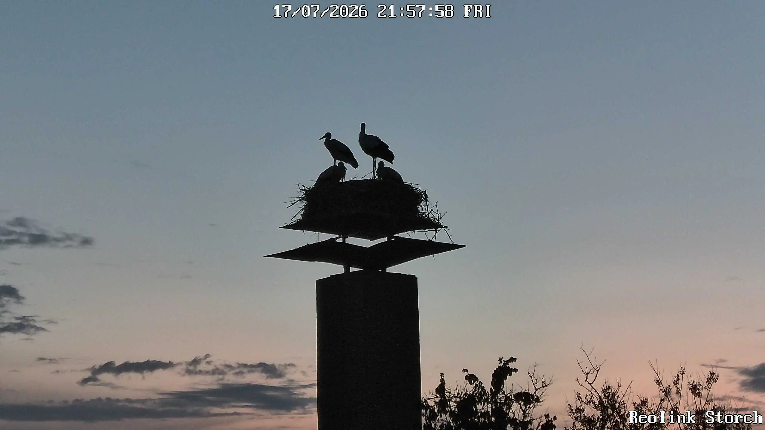 Storchencam Bild