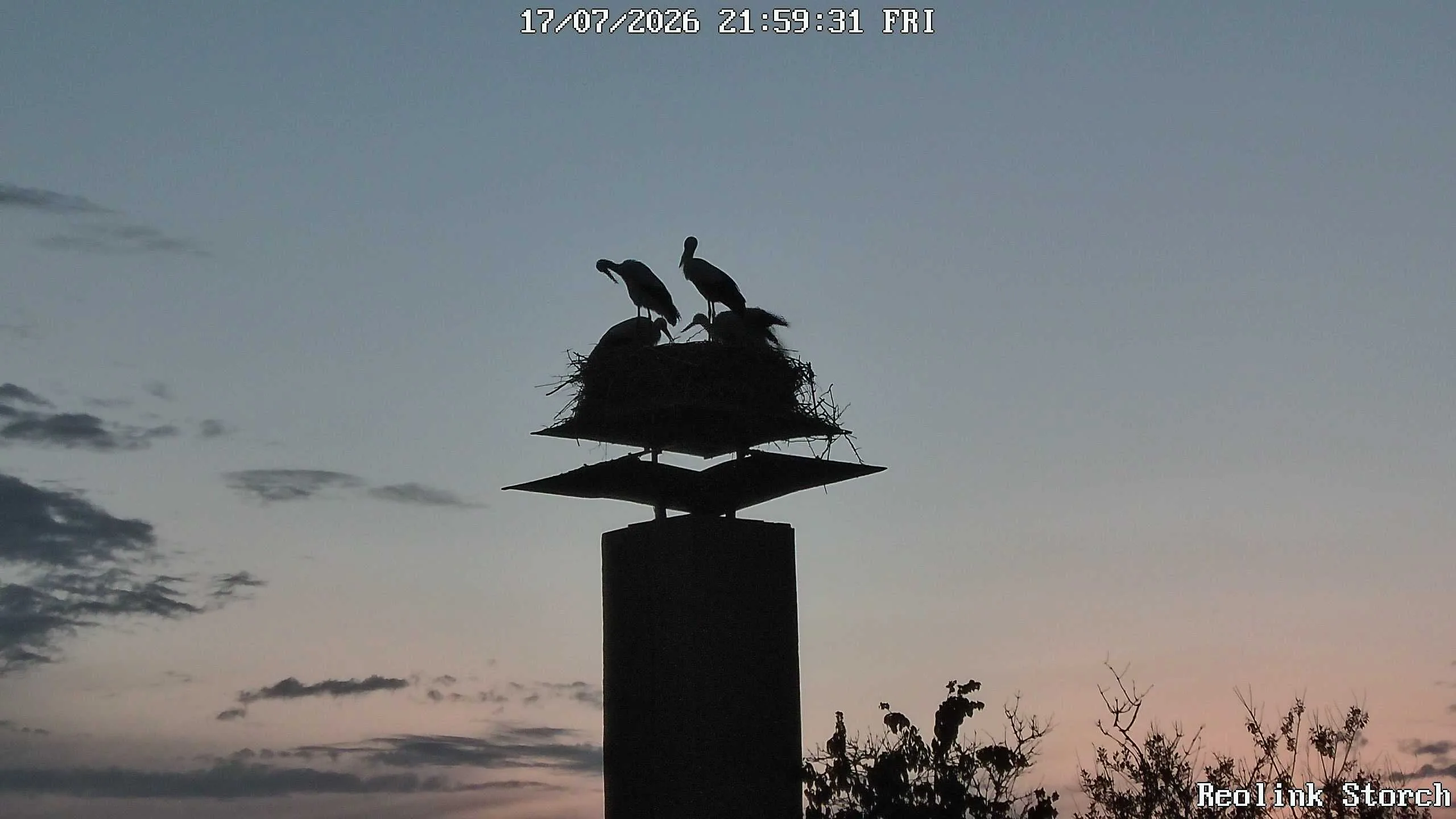 Storchencam Bild