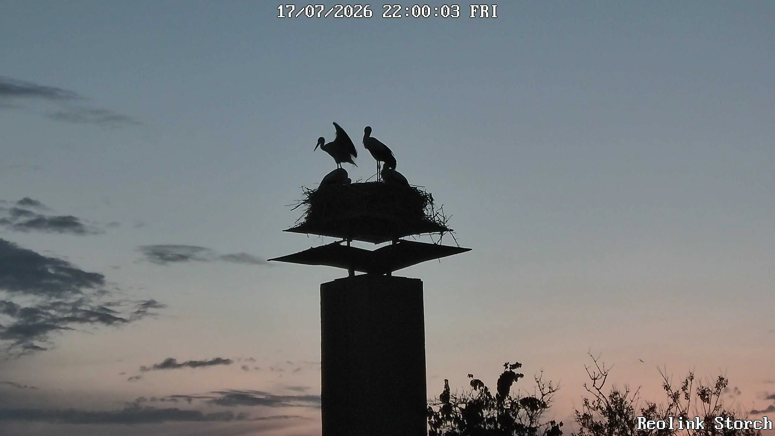 Storchencam Bild