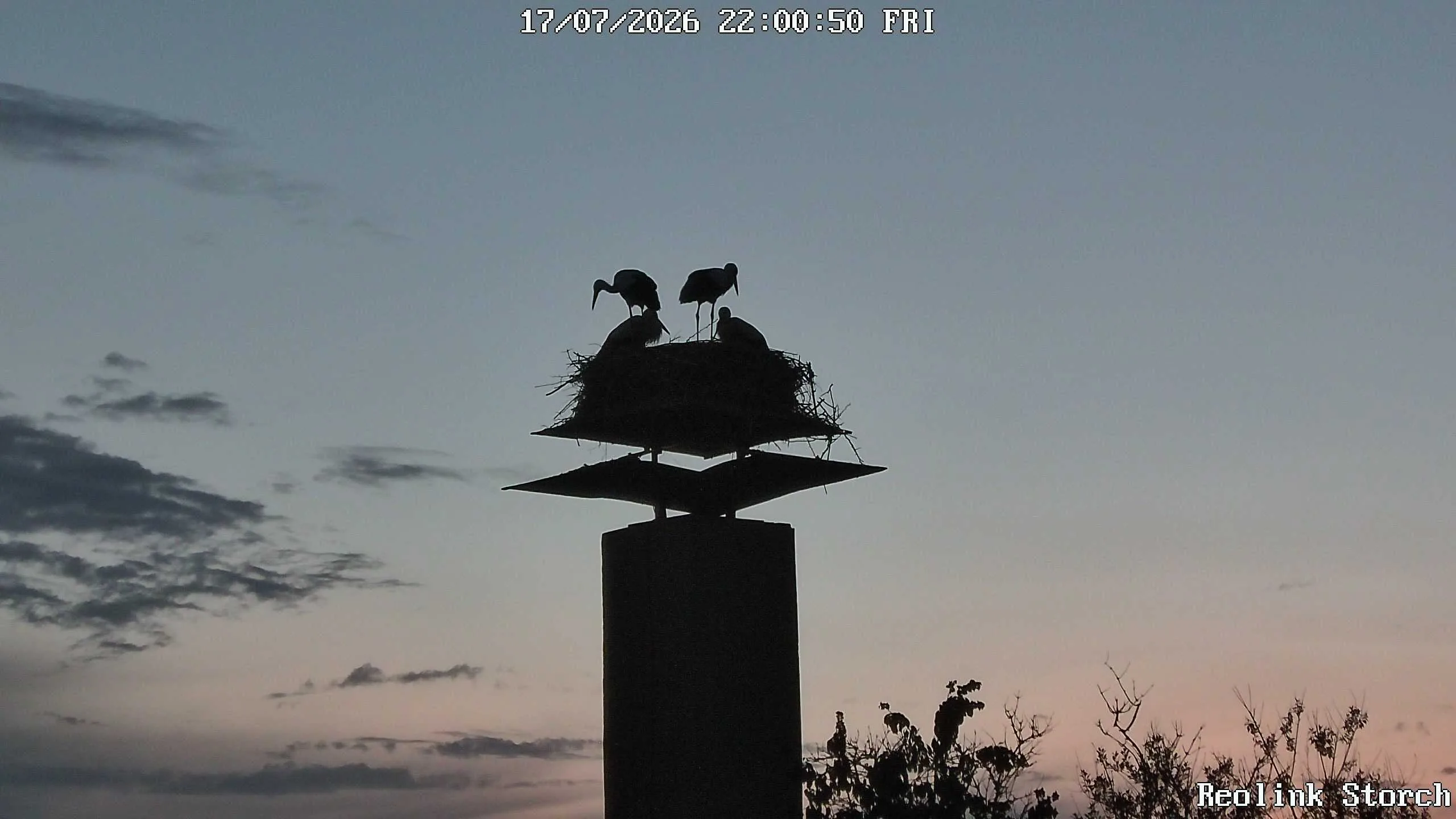 Storchencam Bild