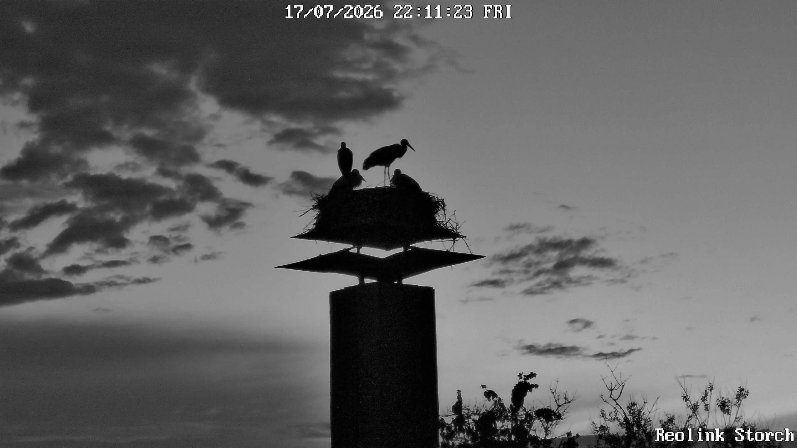 Storchencam Bild