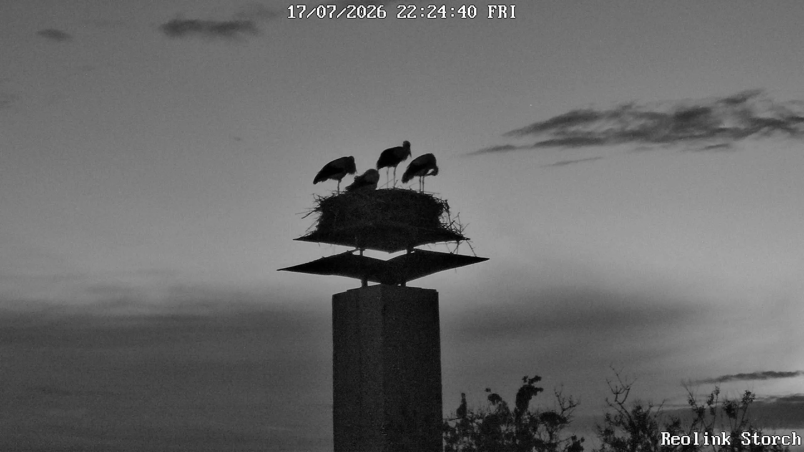 Storchencam Bild