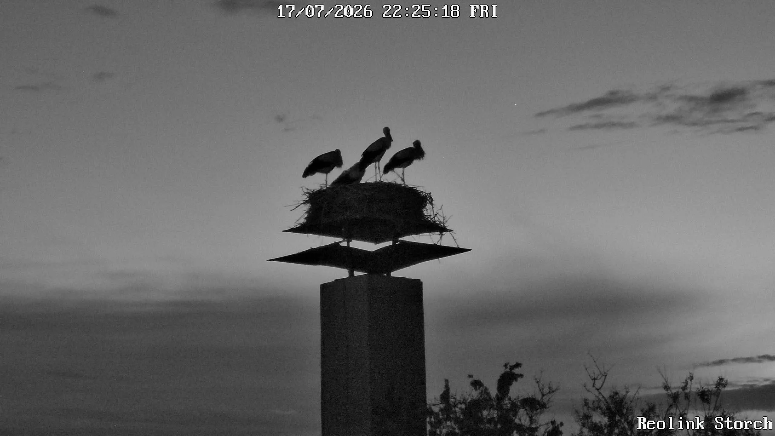 Storchencam Bild