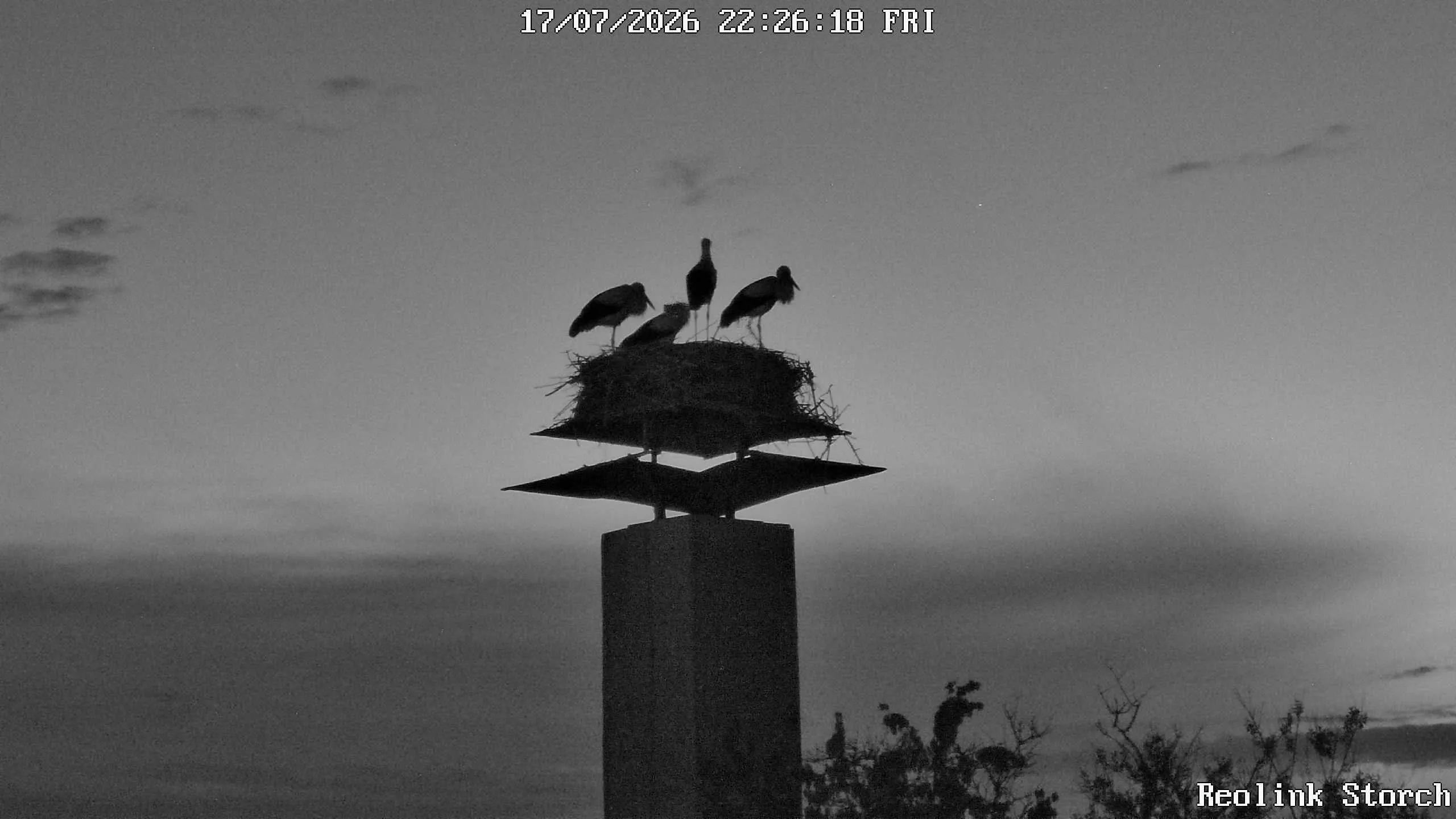 Storchencam Bild