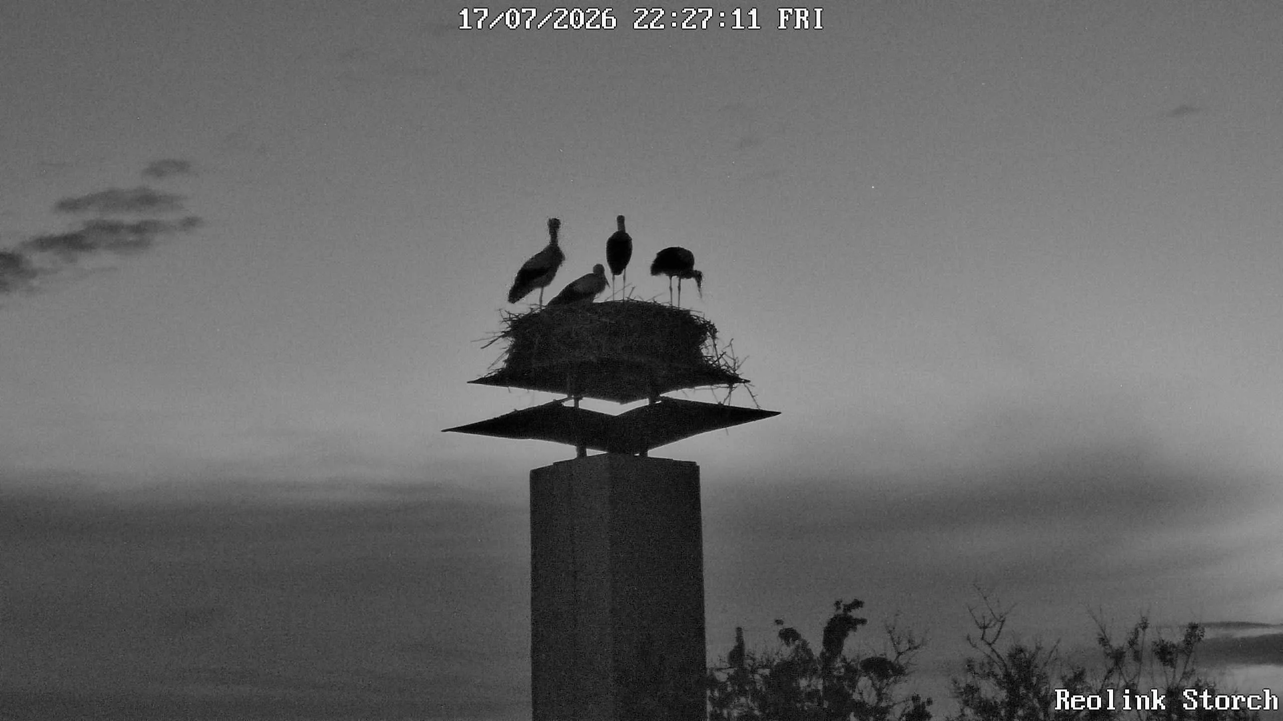 Storchencam Bild