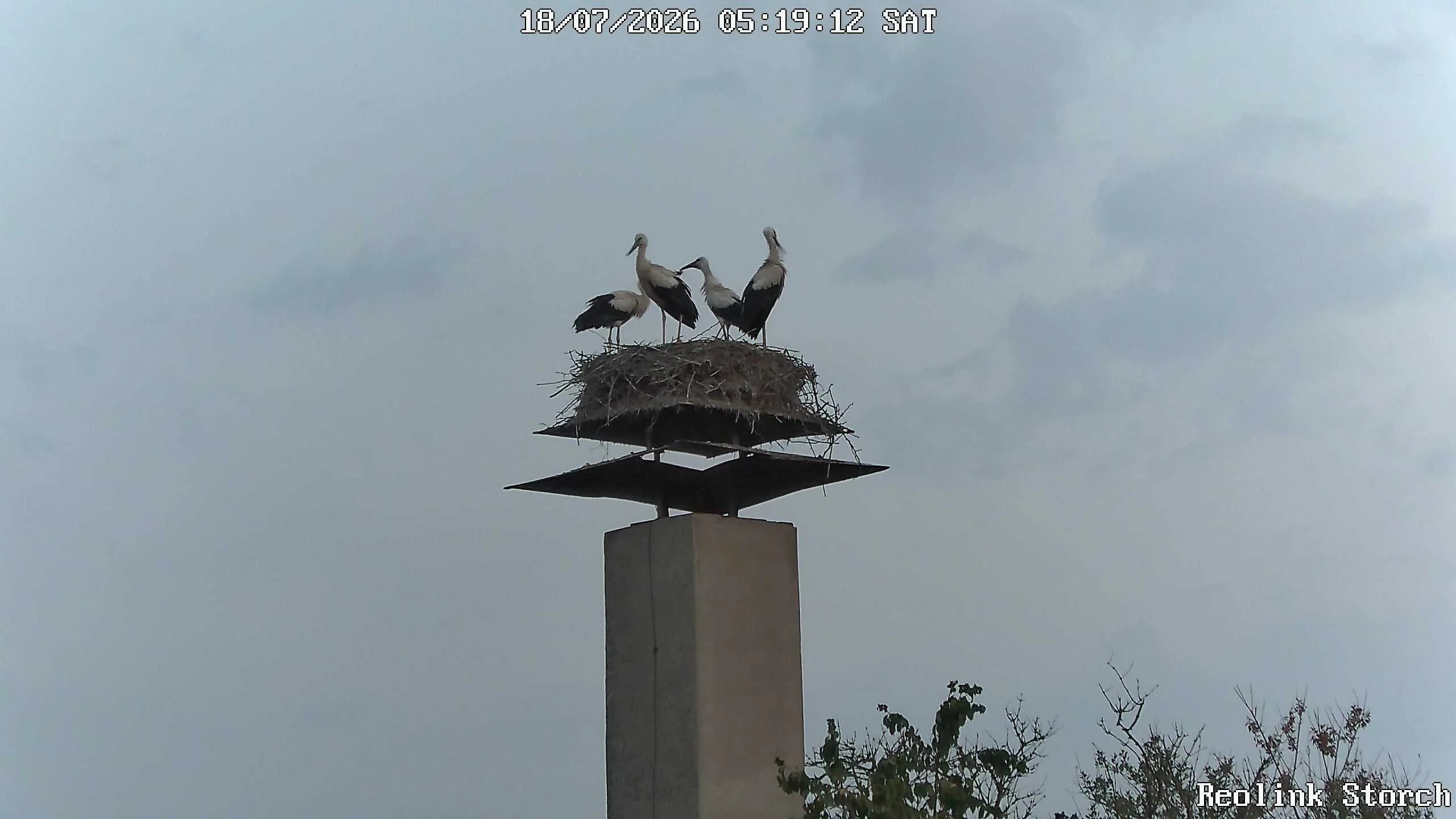Storchencam Bild