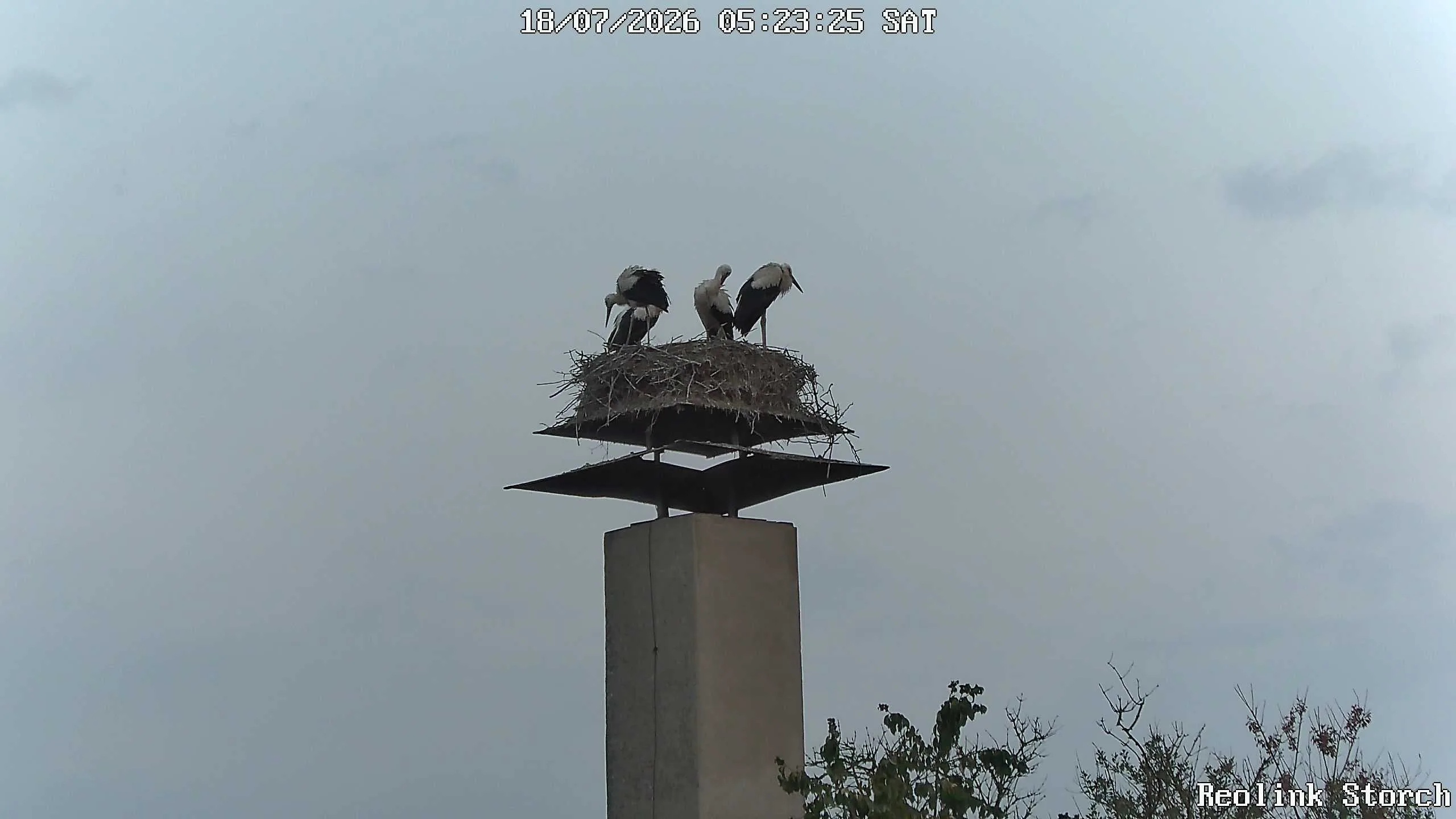Storchencam Bild