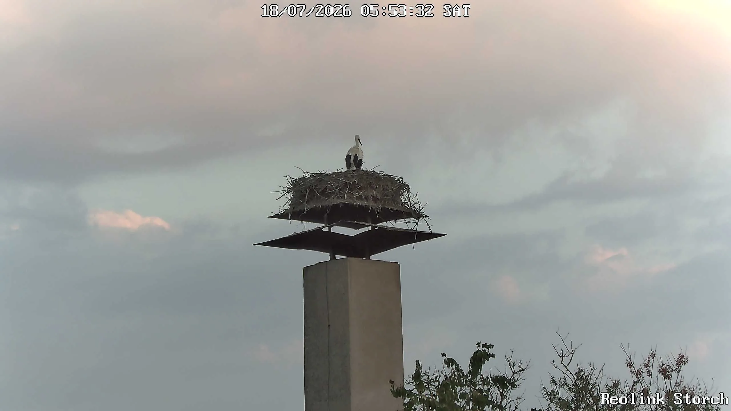 Storchencam Bild