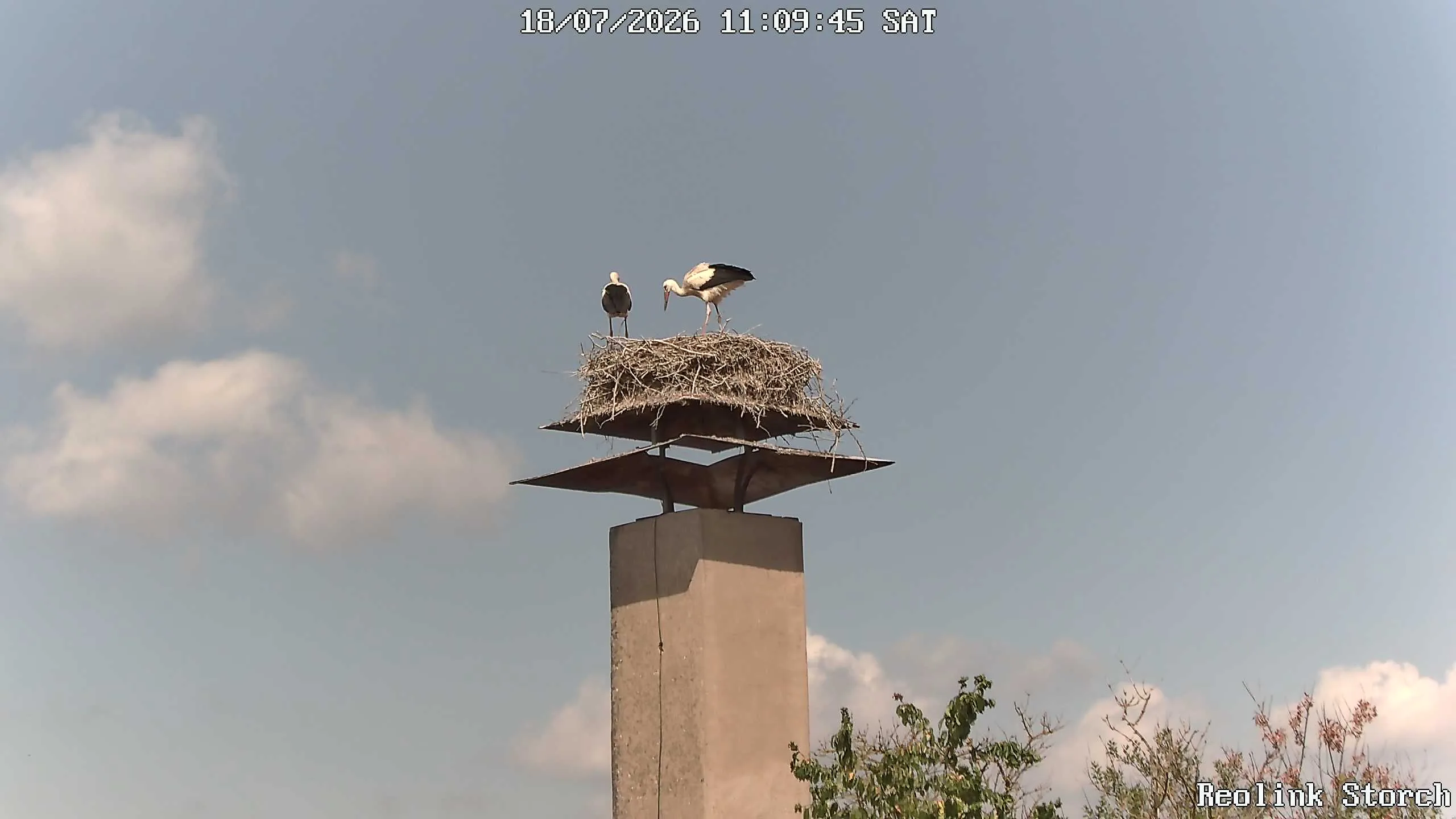 Storchencam Bild