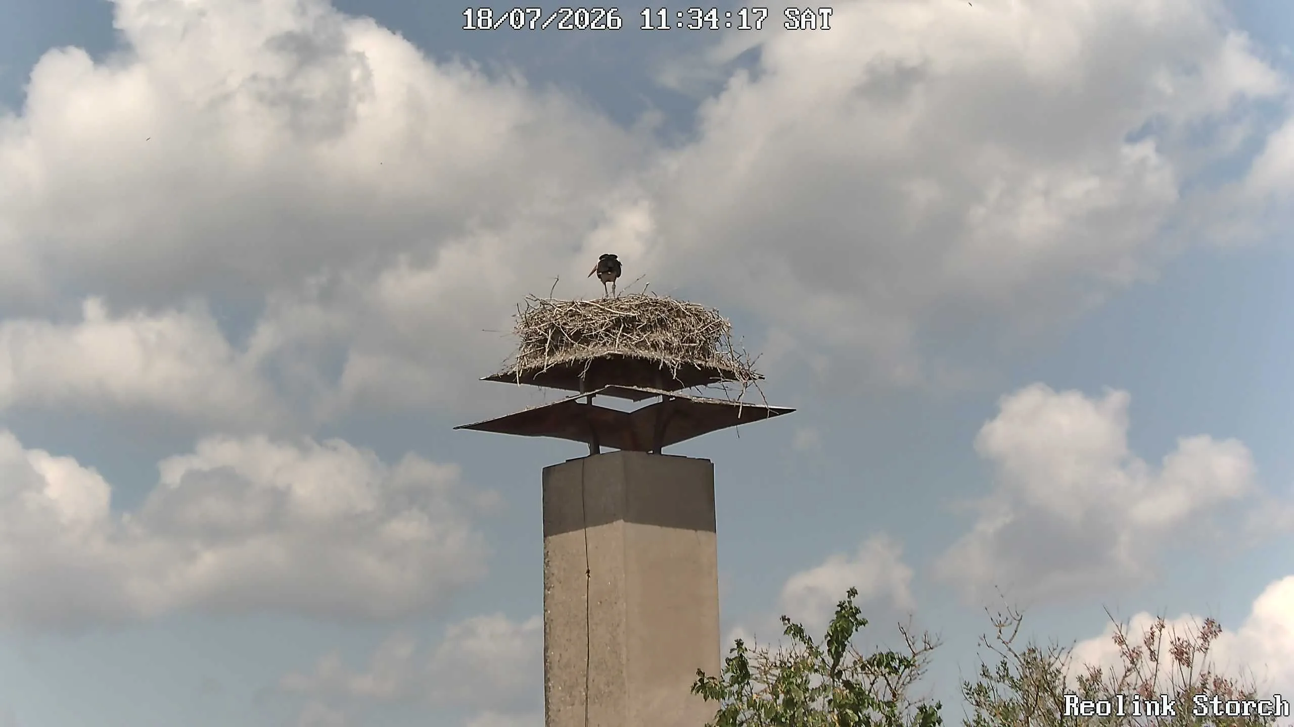 Storchencam Bild