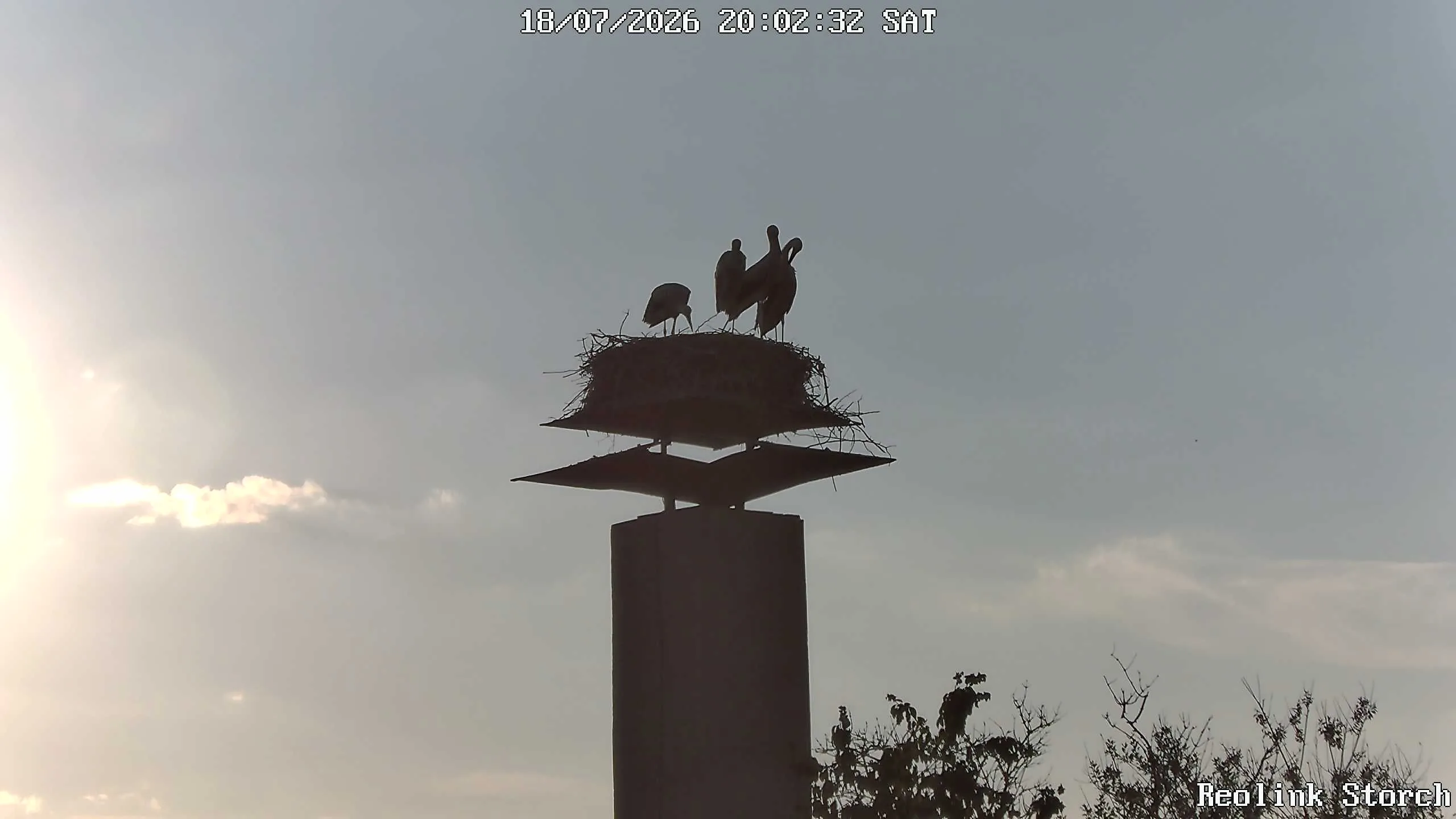 Storchencam Bild