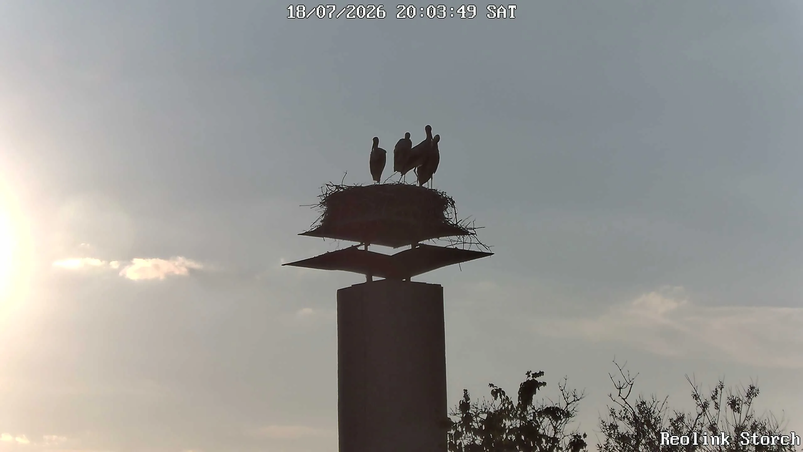 Storchencam Bild