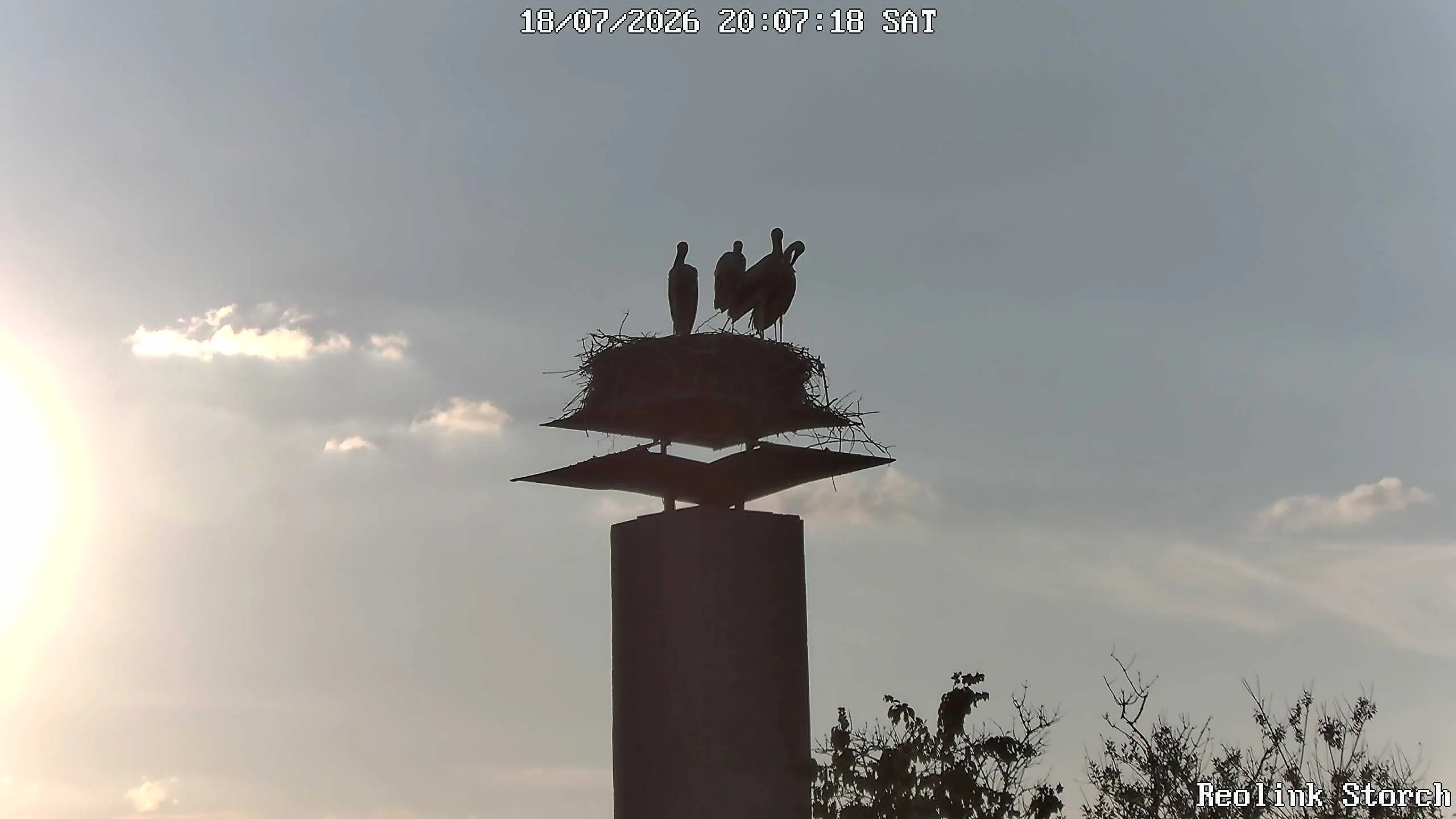 Storchencam Bild