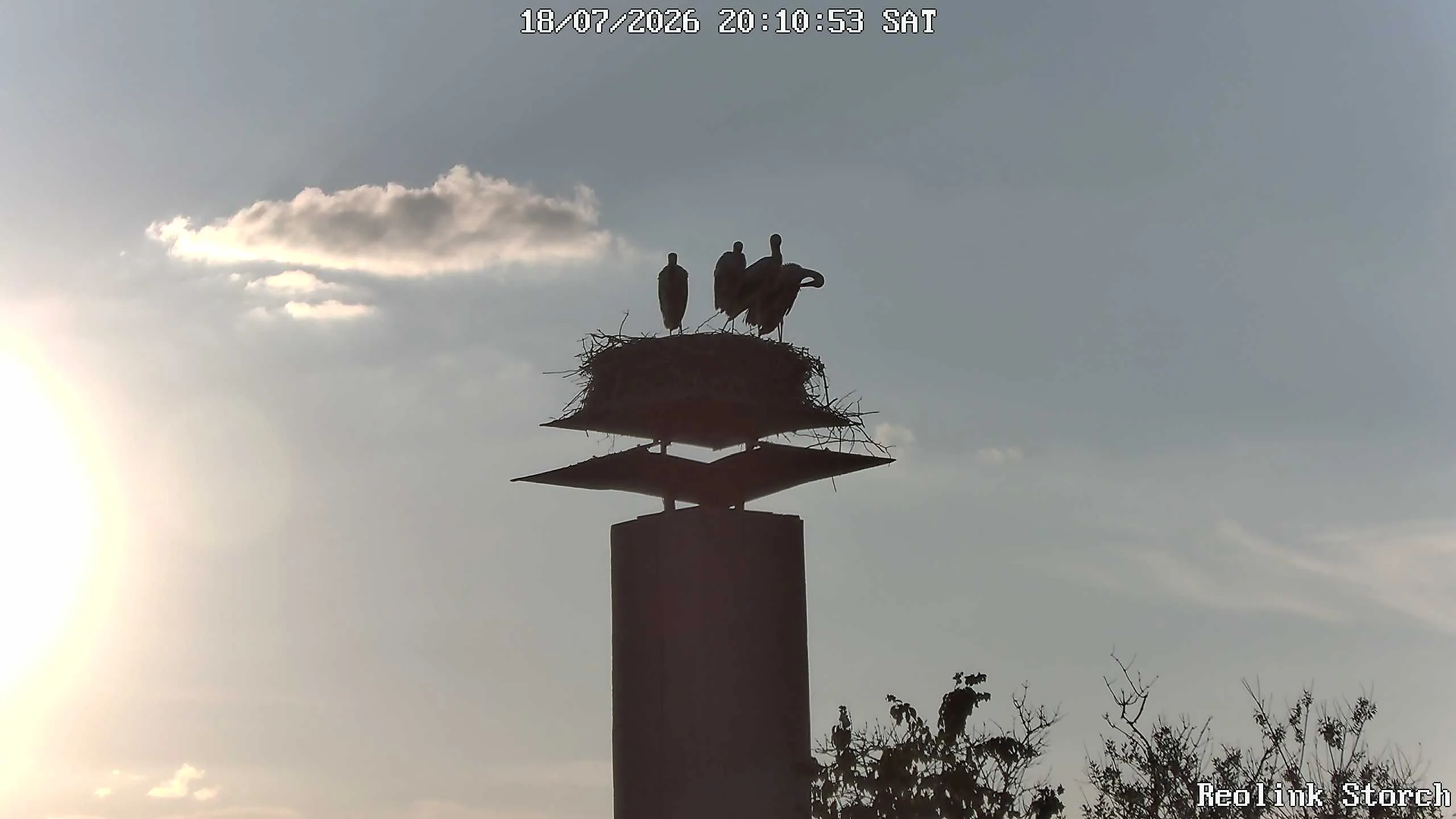 Storchencam Bild