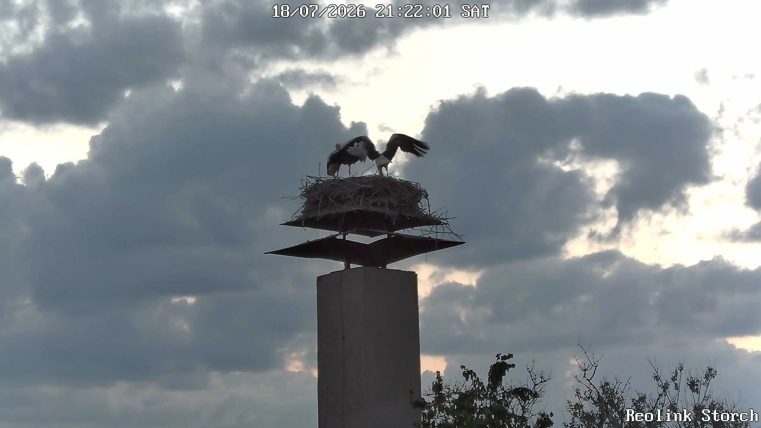 Storchencam Bild