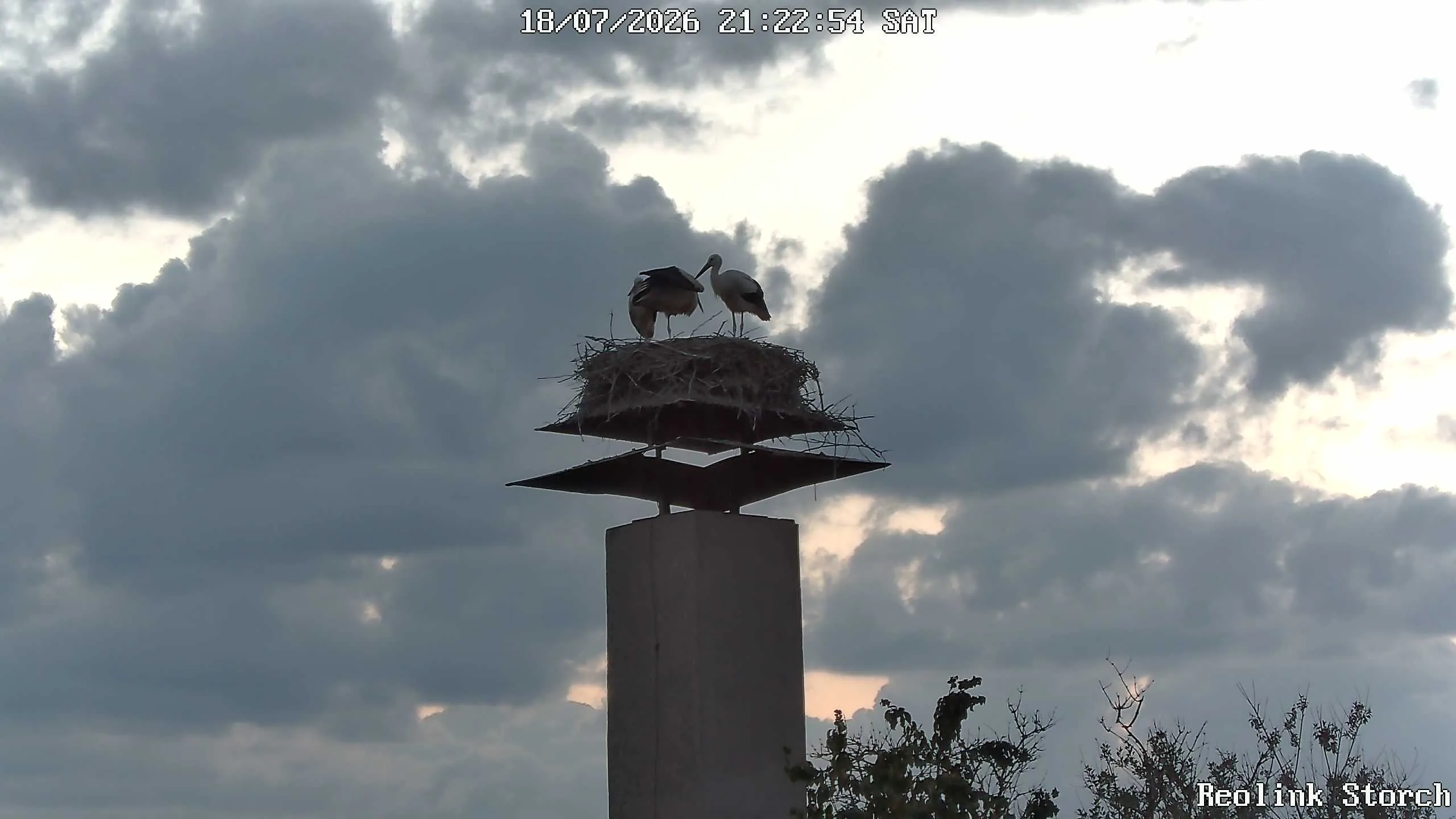 Storchencam Bild