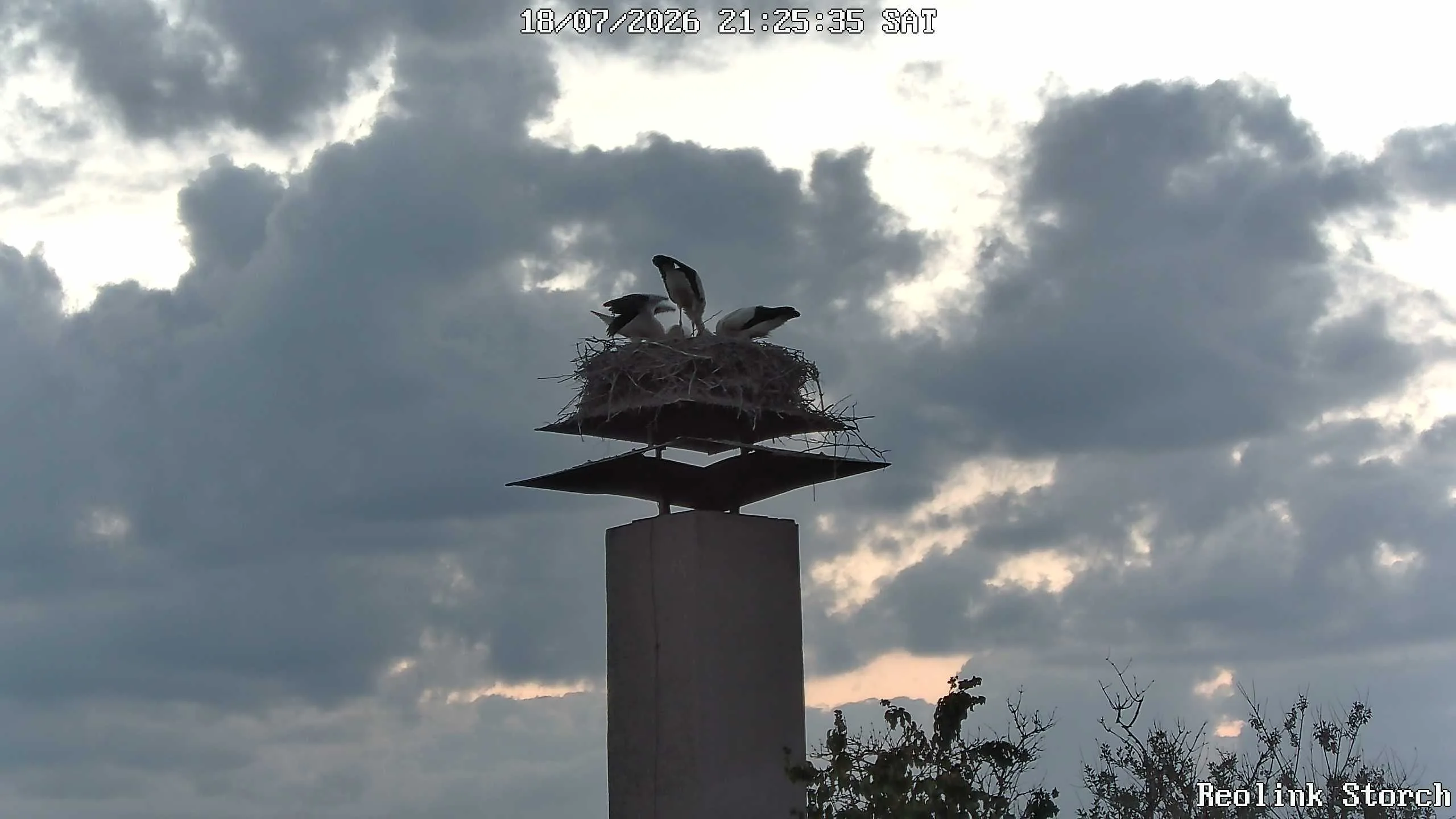 Storchencam Bild