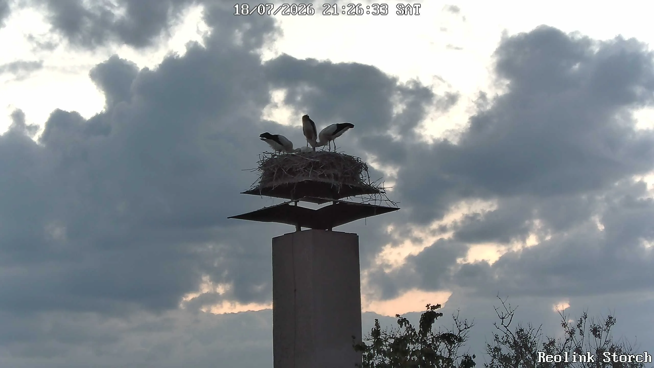 Storchencam Bild