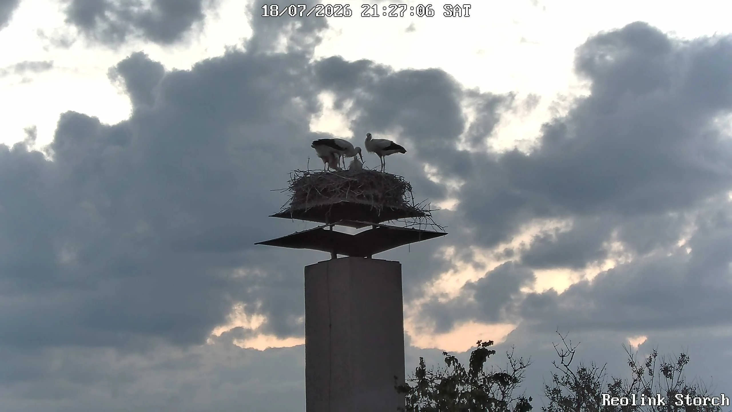Storchencam Bild