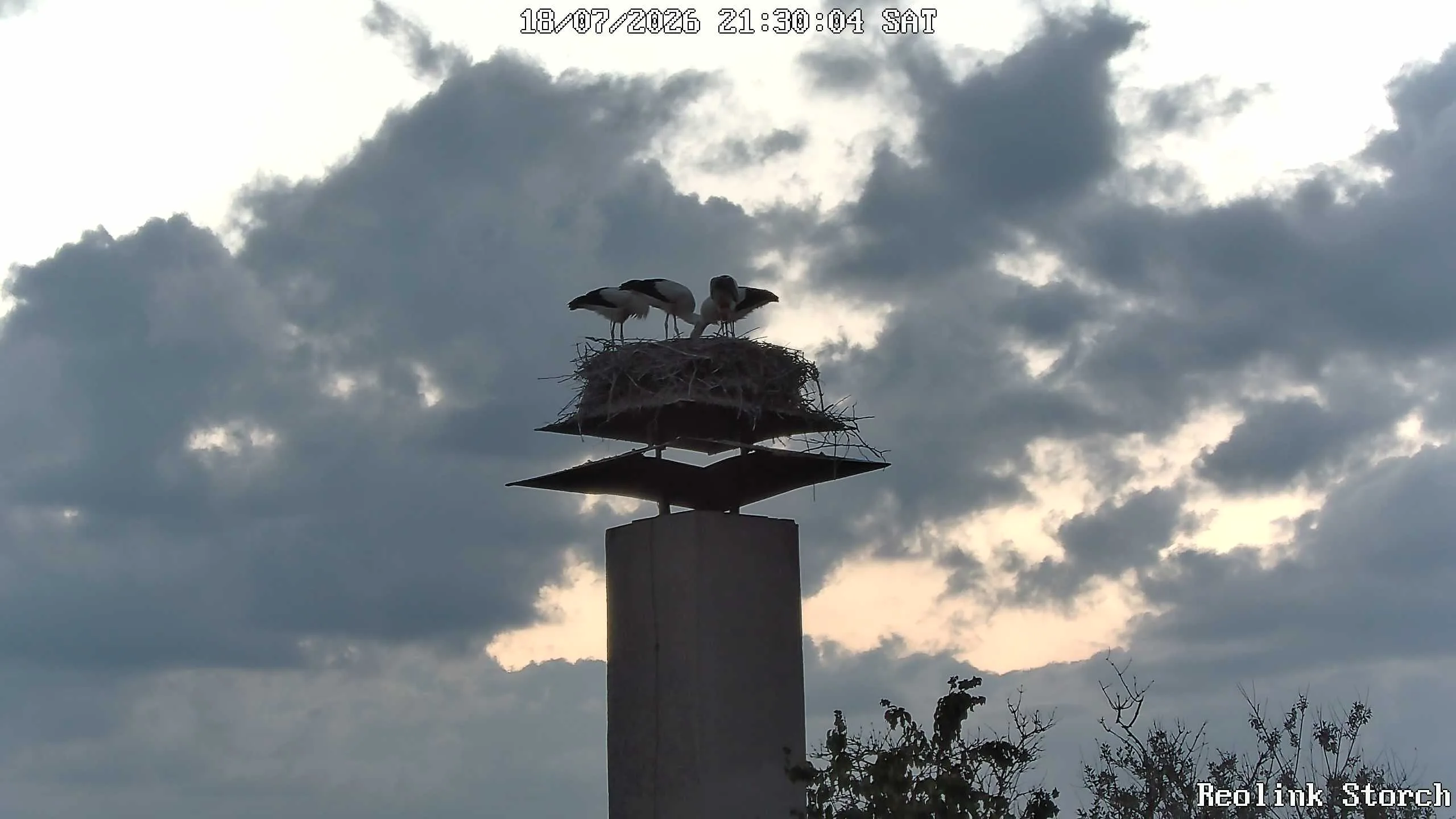 Storchencam Bild