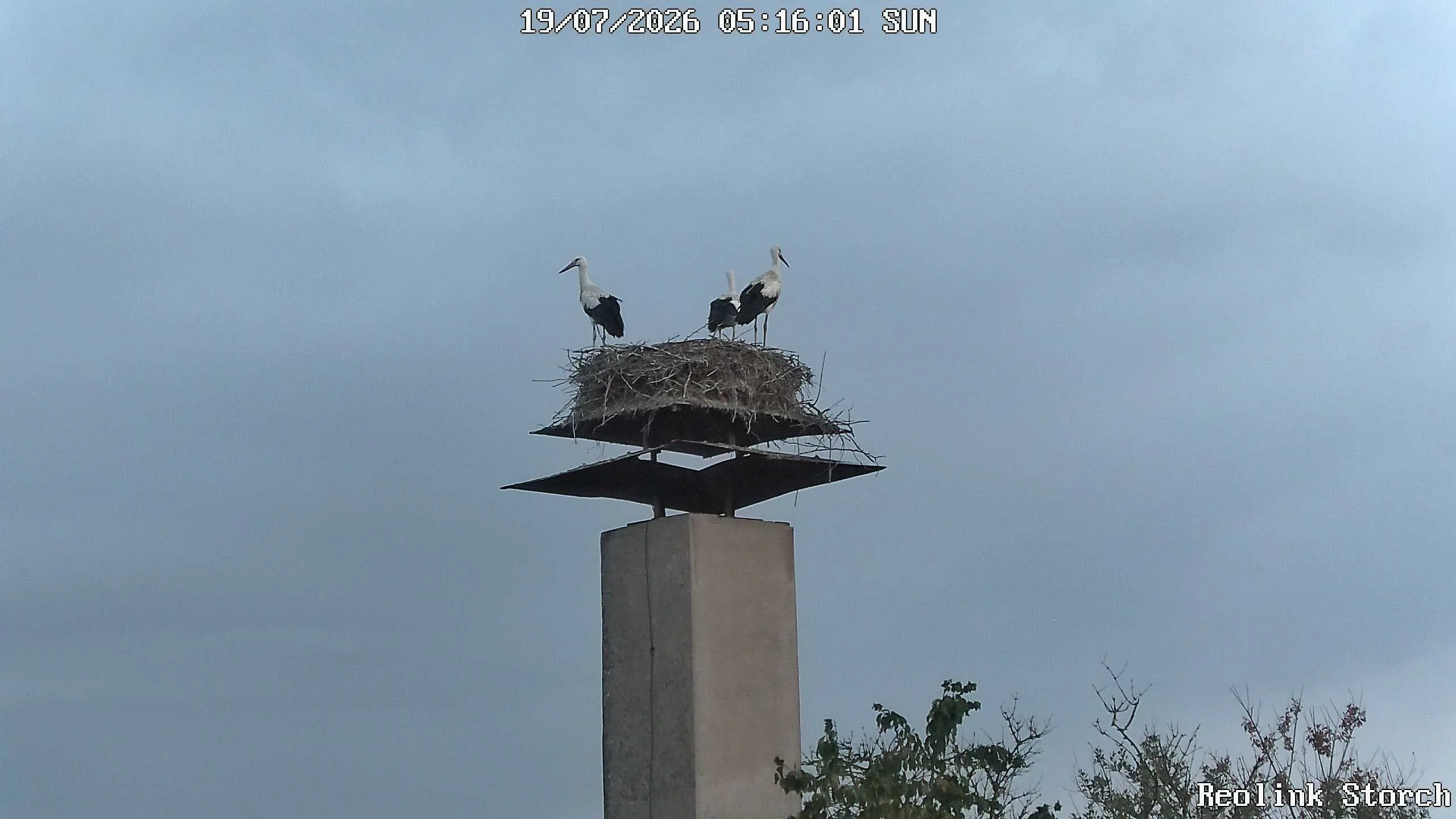 Storchencam Bild