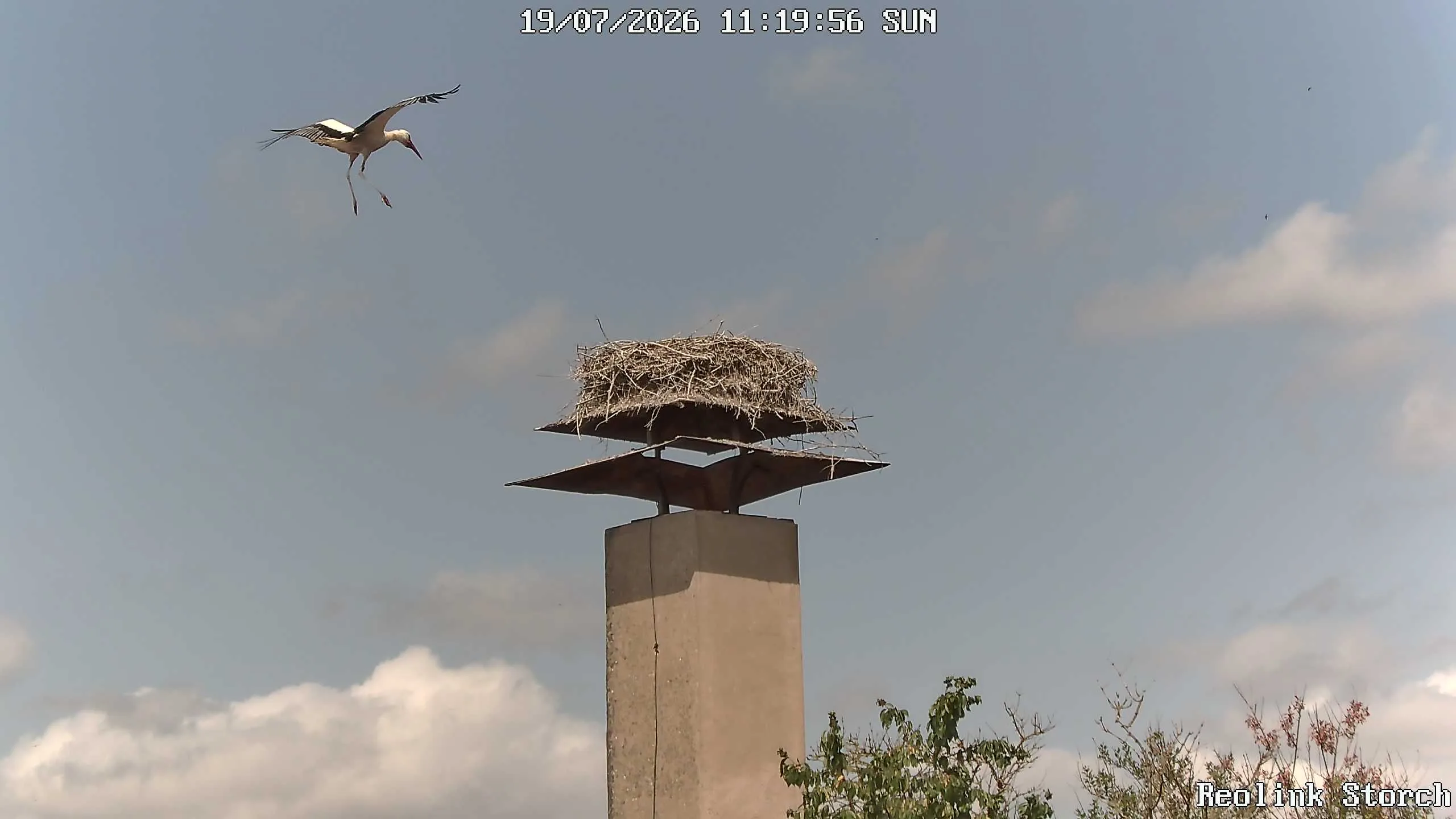 Storchencam Bild