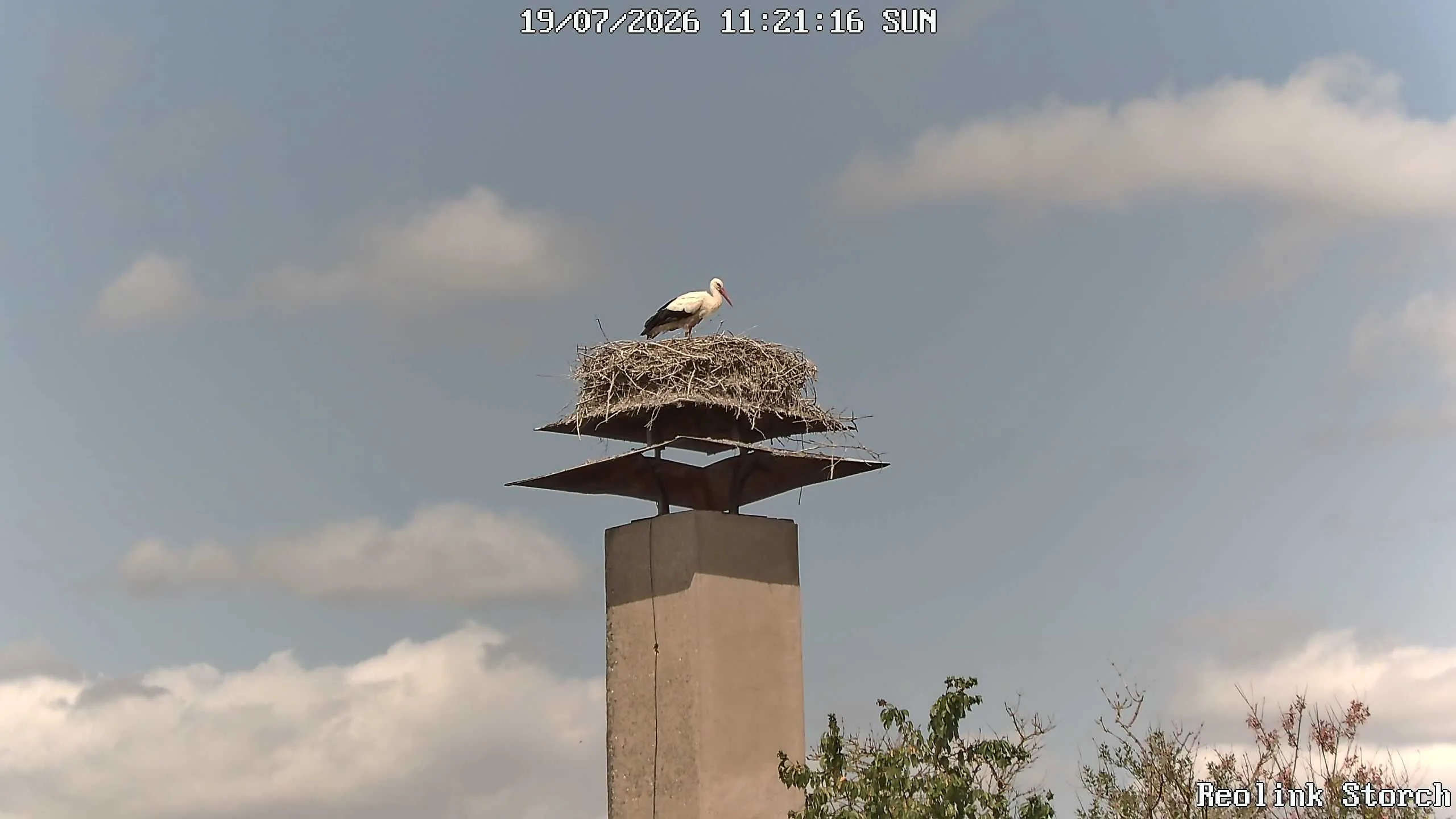 Storchencam Bild