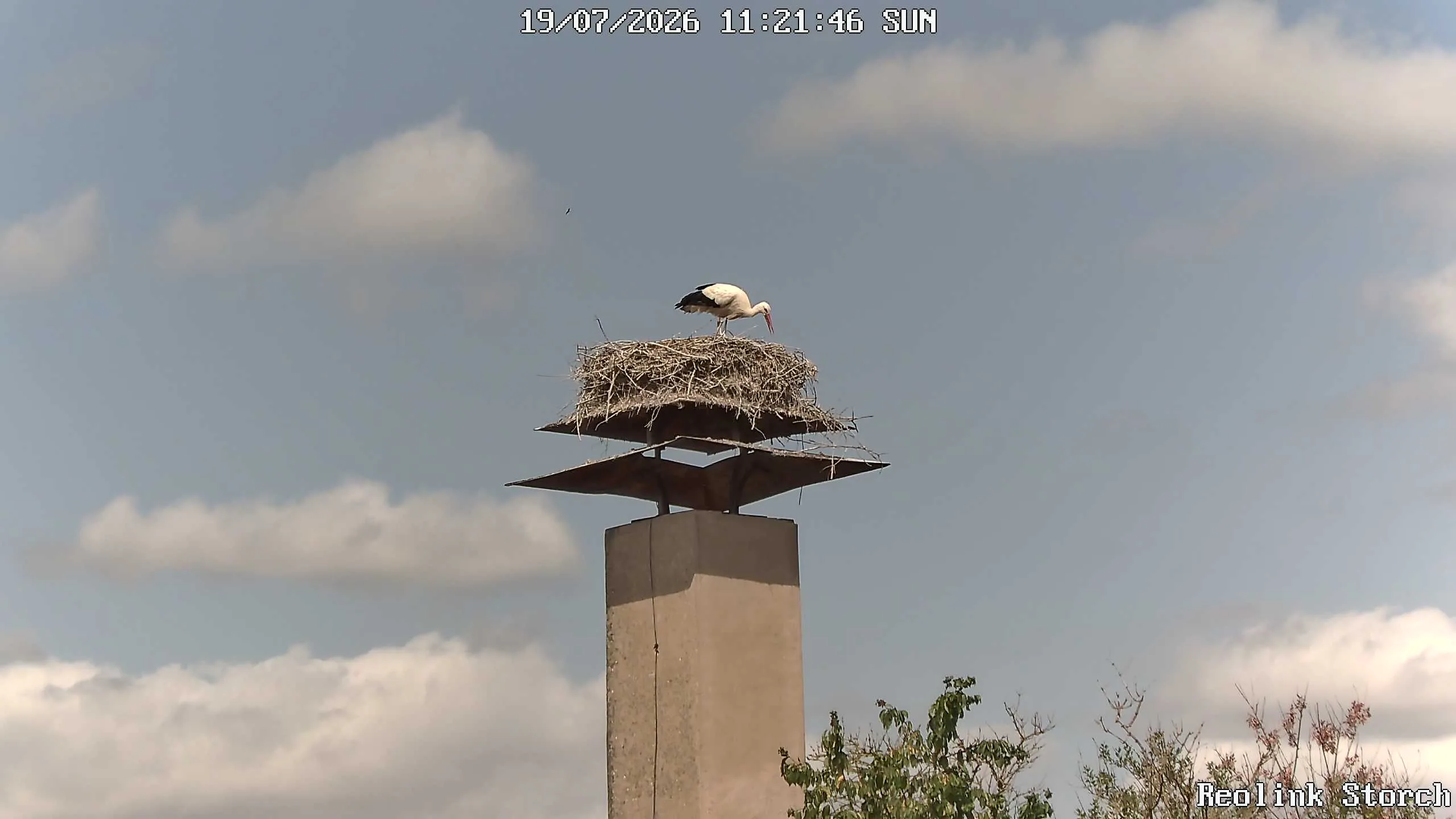 Storchencam Bild