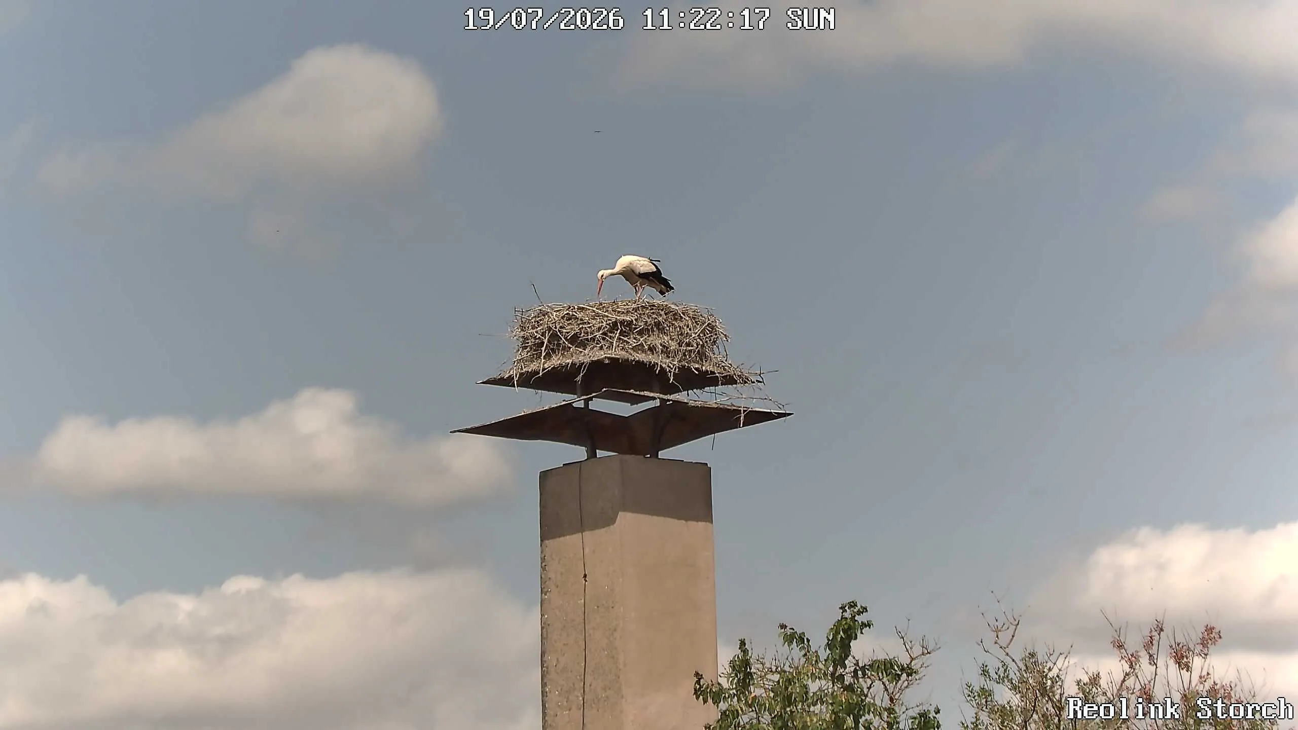 Storchencam Bild