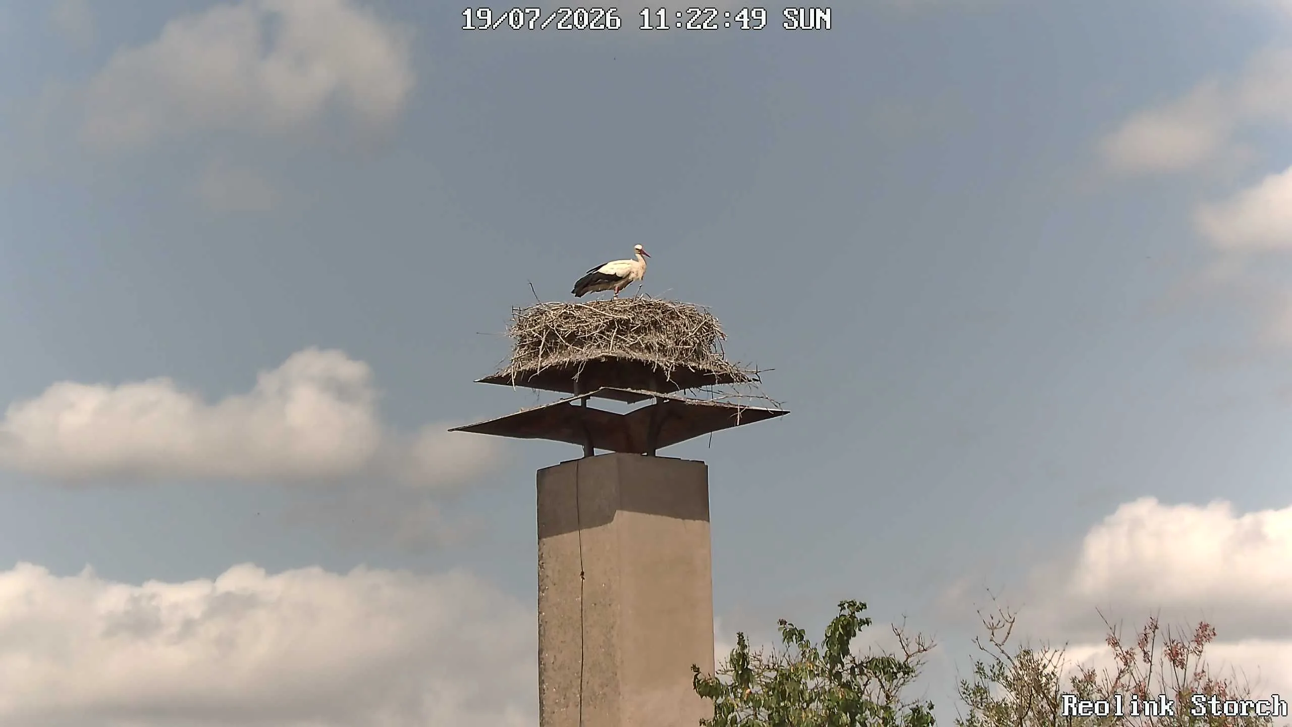 Storchencam Bild
