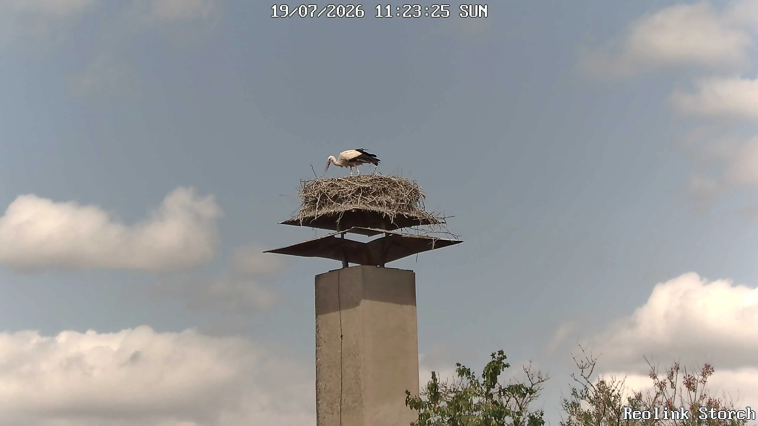 Storchencam Bild