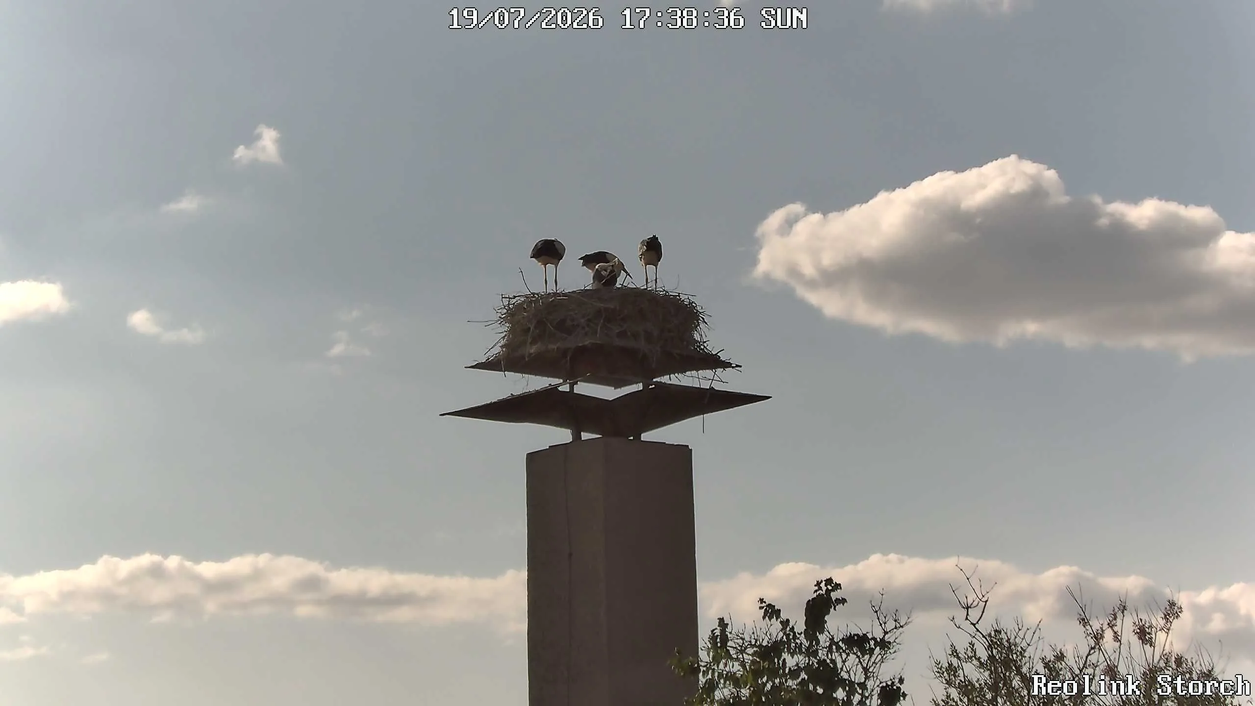 Storchencam Bild