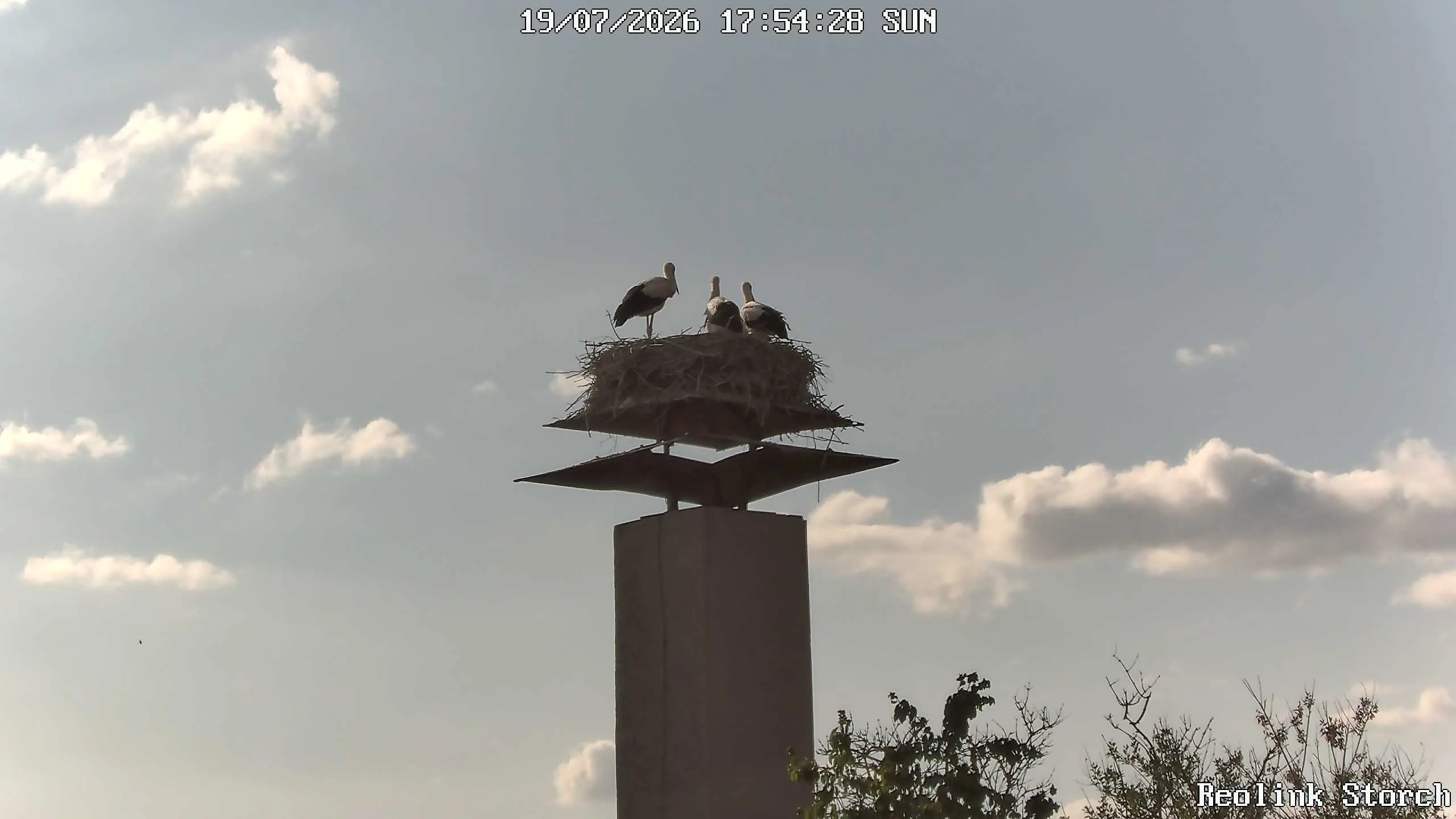 Storchencam Bild