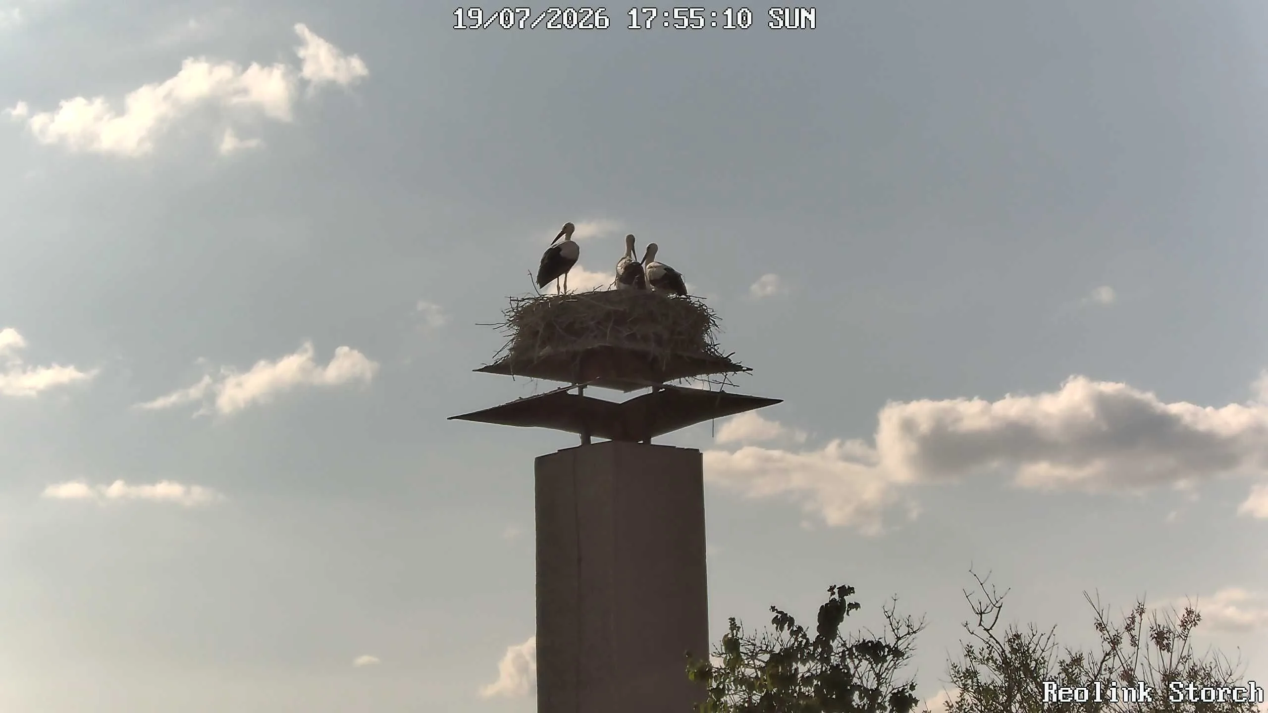 Storchencam Bild