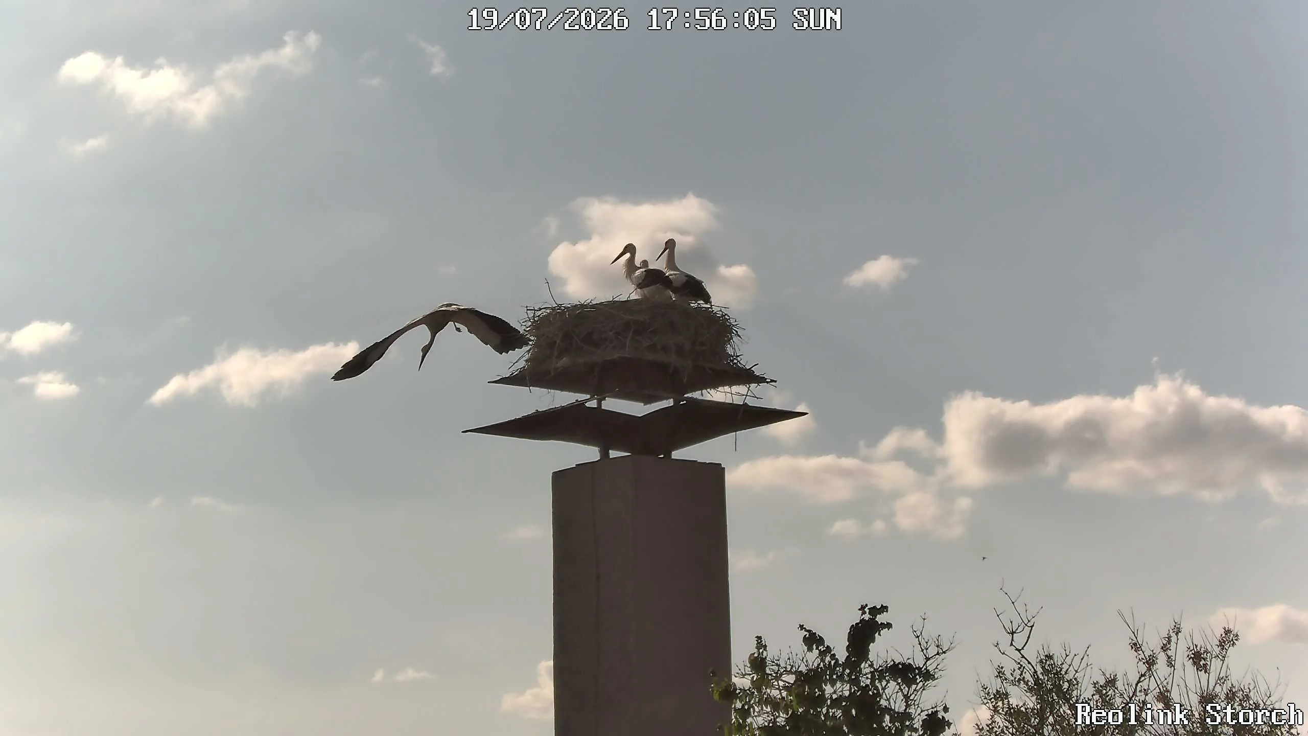Storchencam Bild