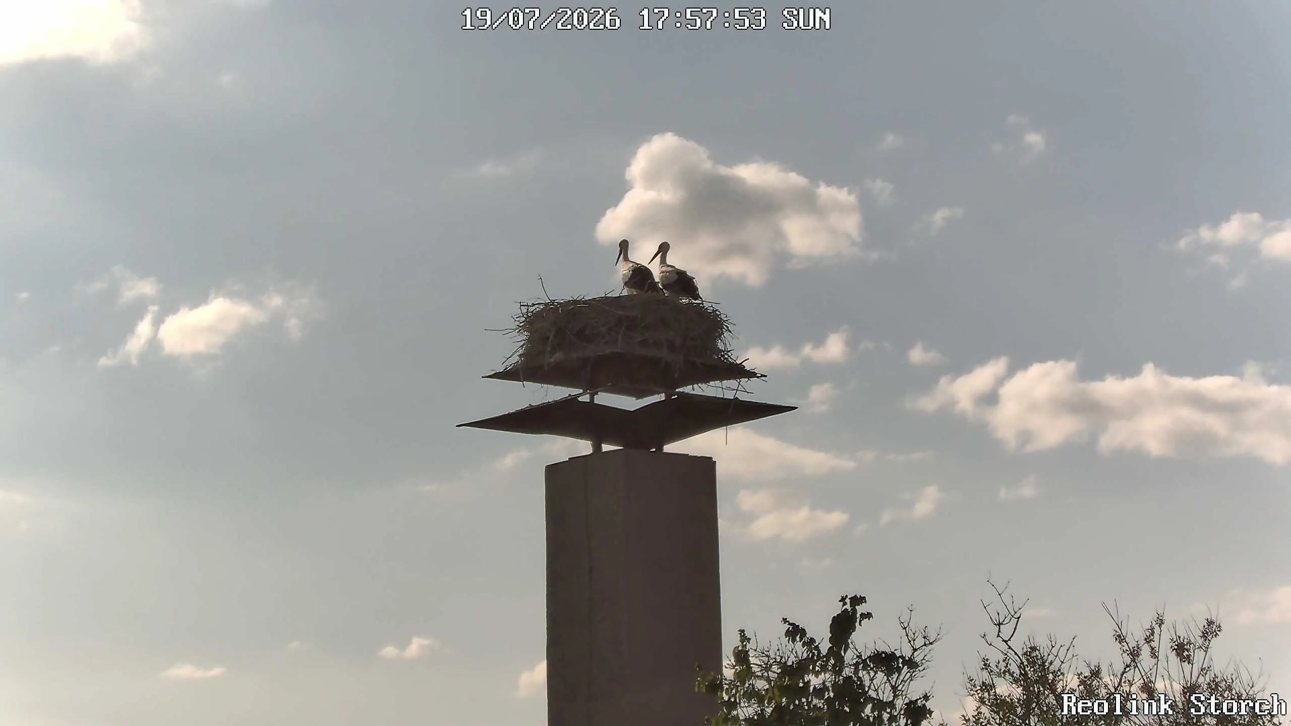 Storchencam Bild