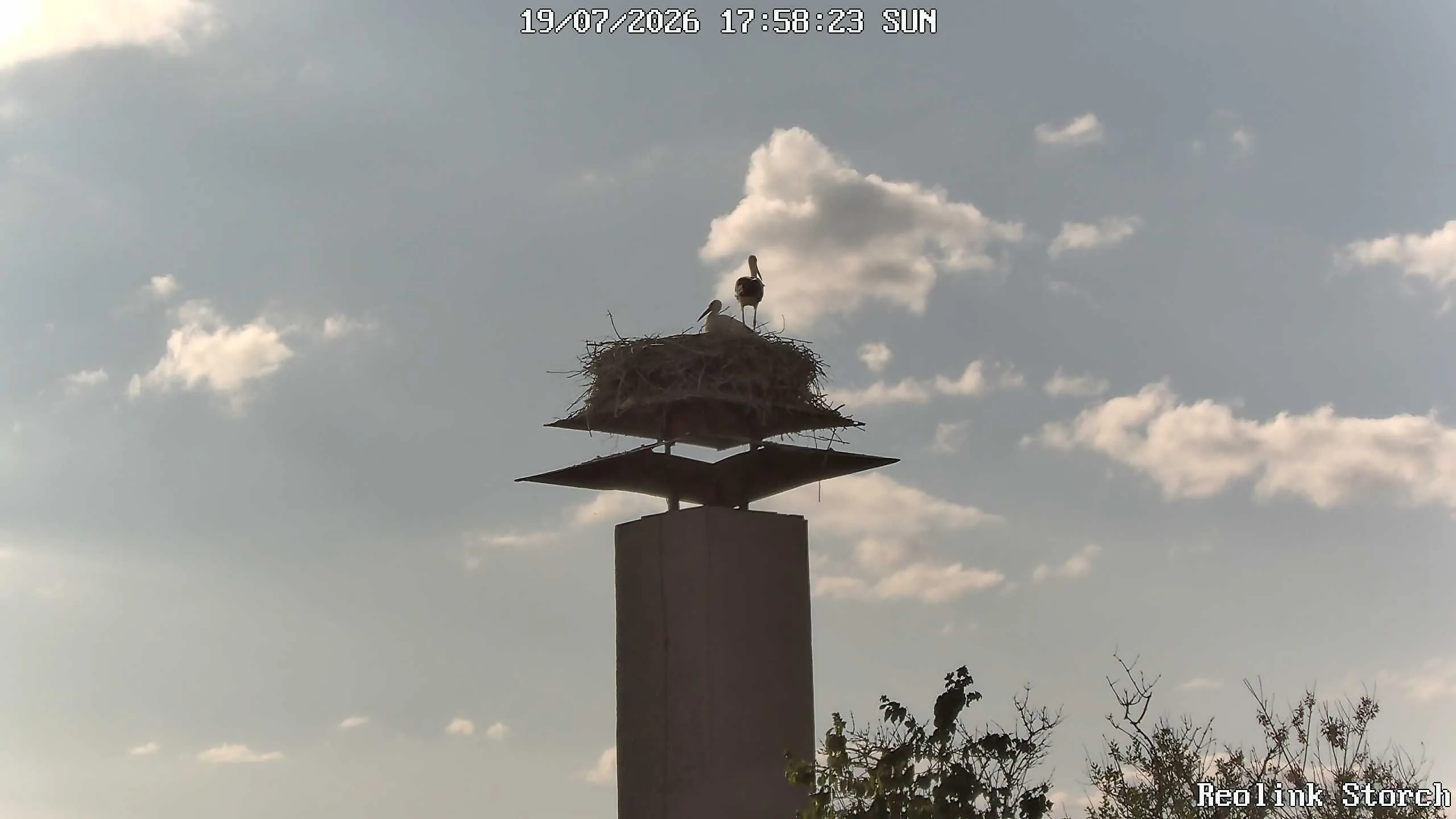 Storchencam Bild