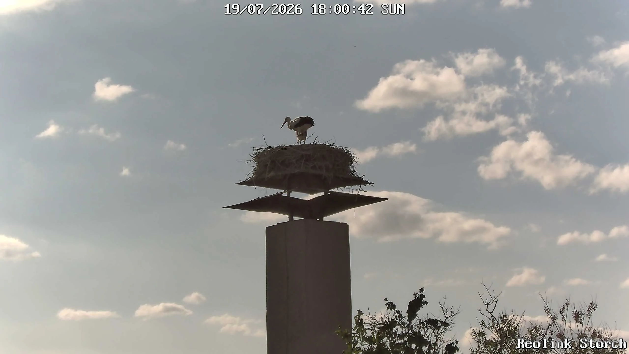 Storchencam Bild