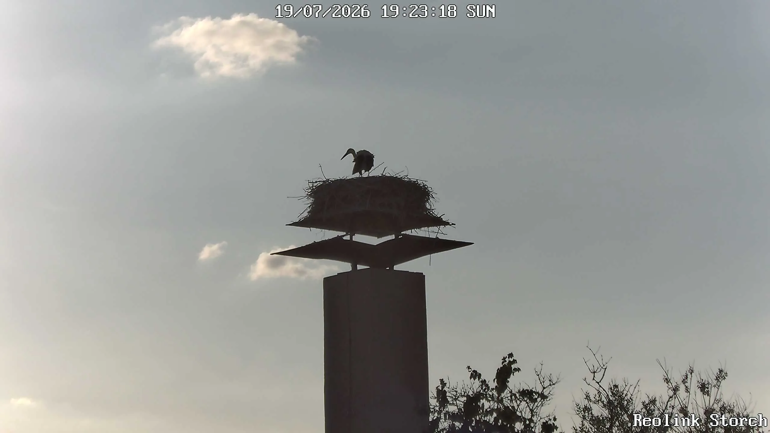 Storchencam Bild