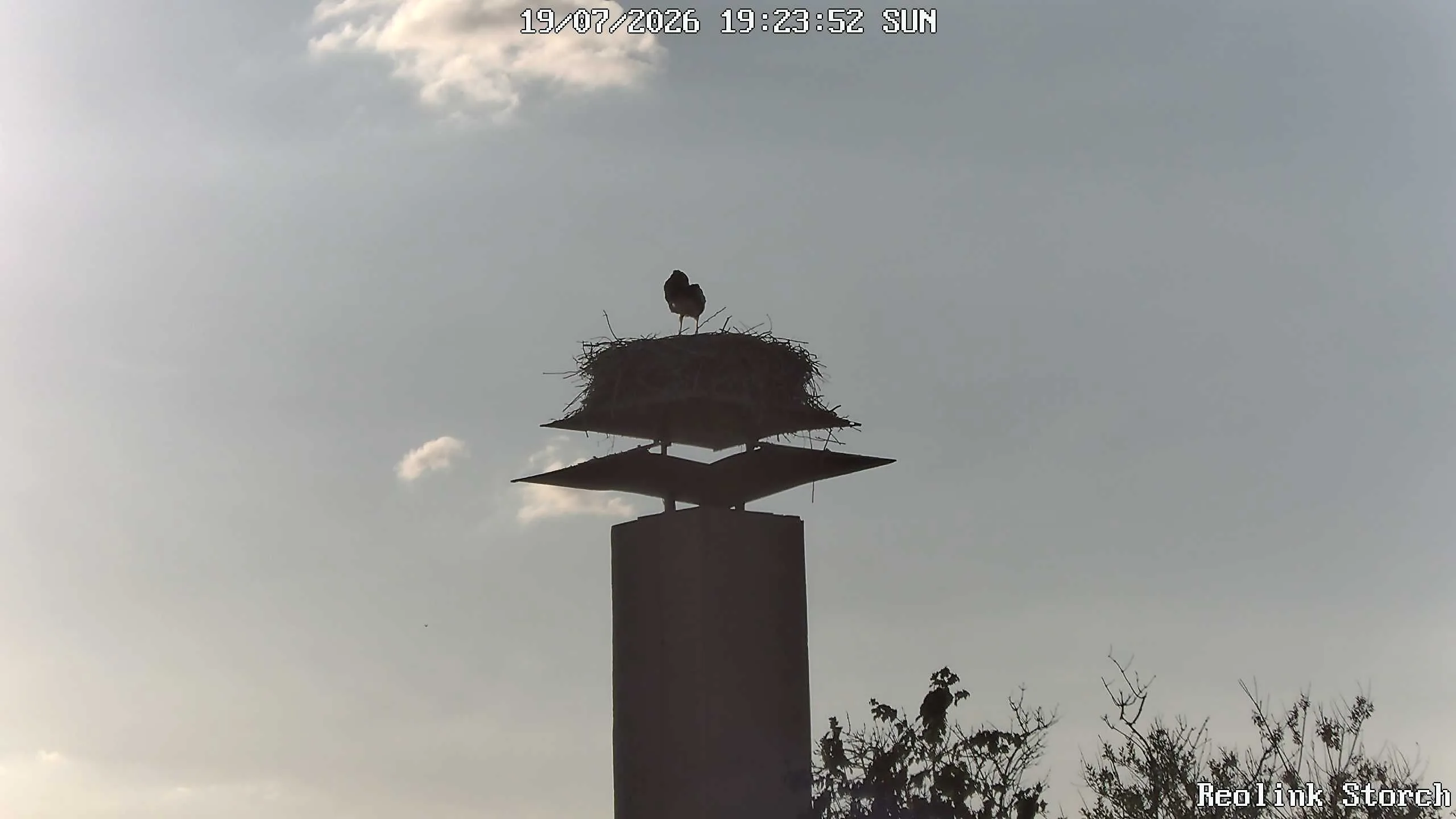 Storchencam Bild