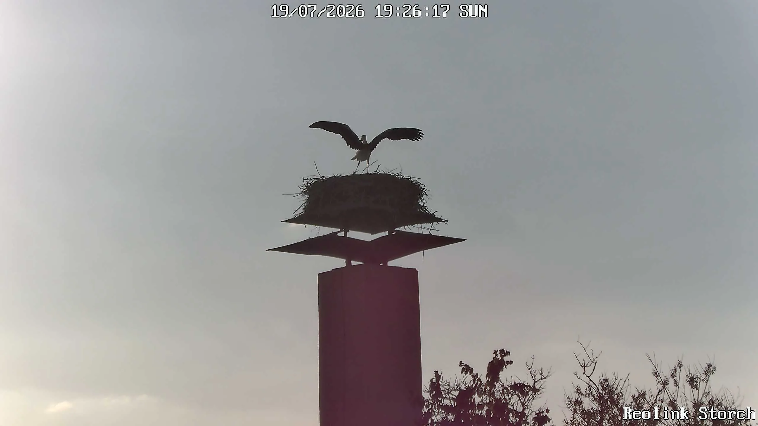 Storchencam Bild