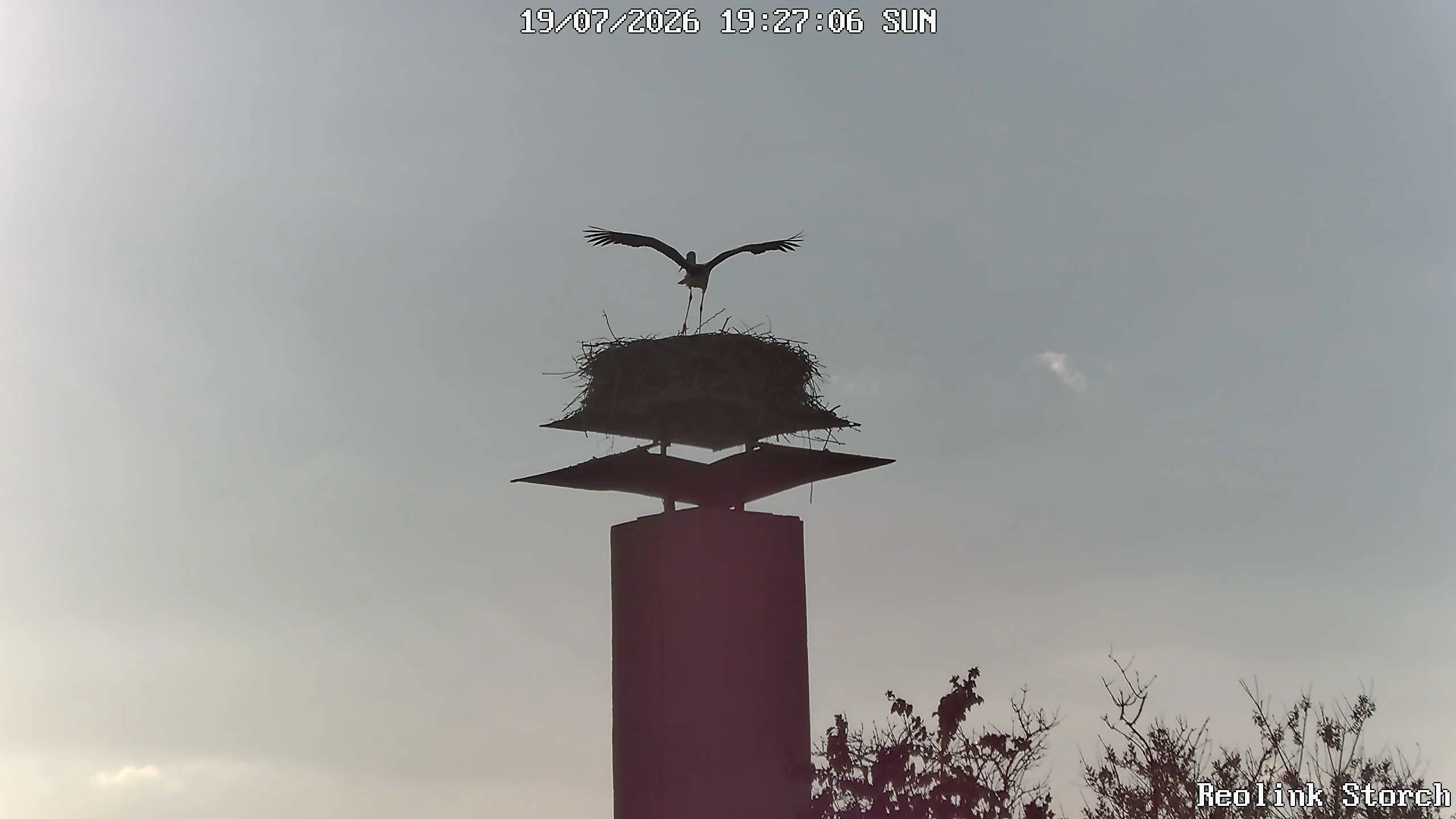 Storchencam Bild