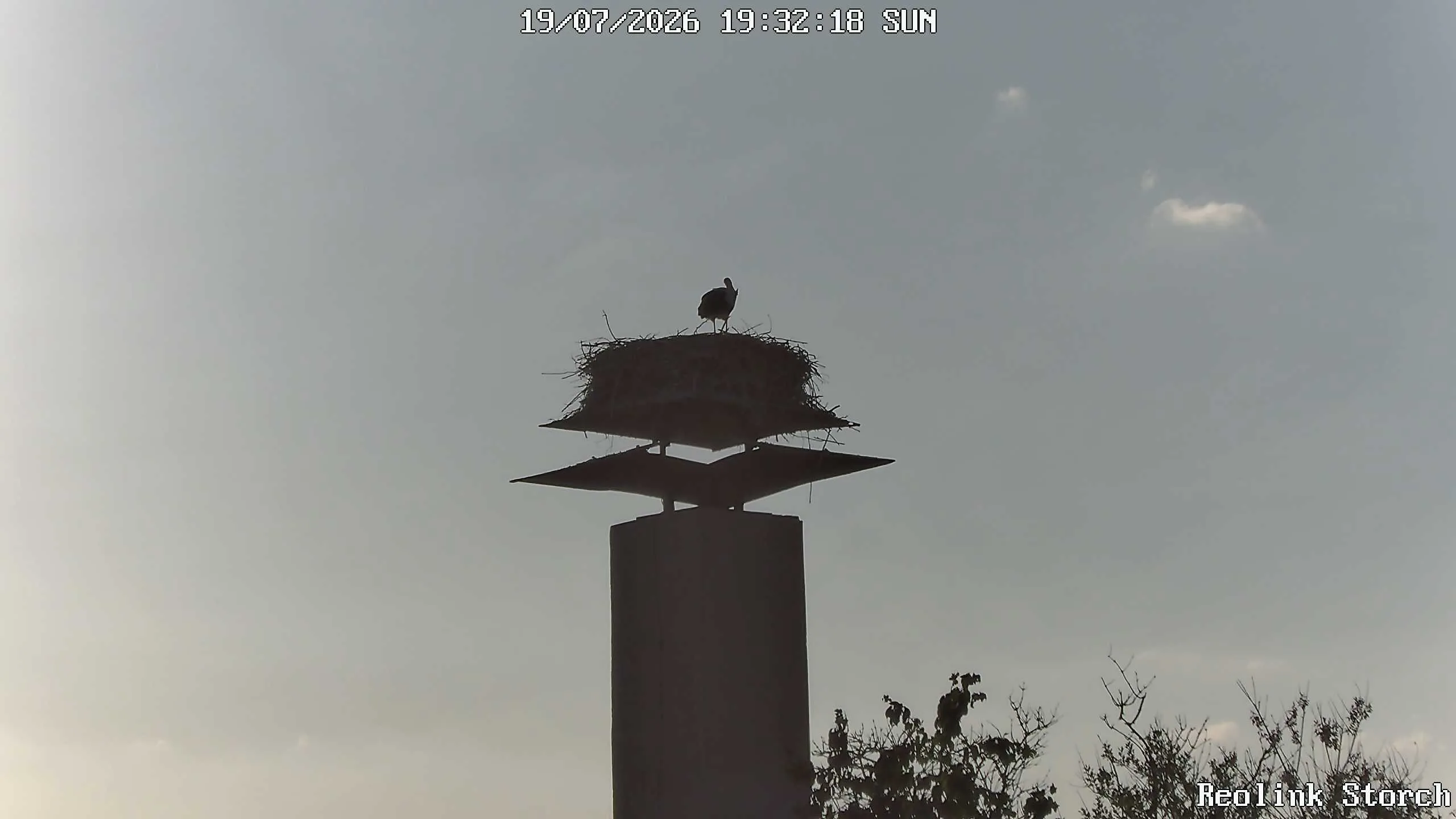 Storchencam Bild