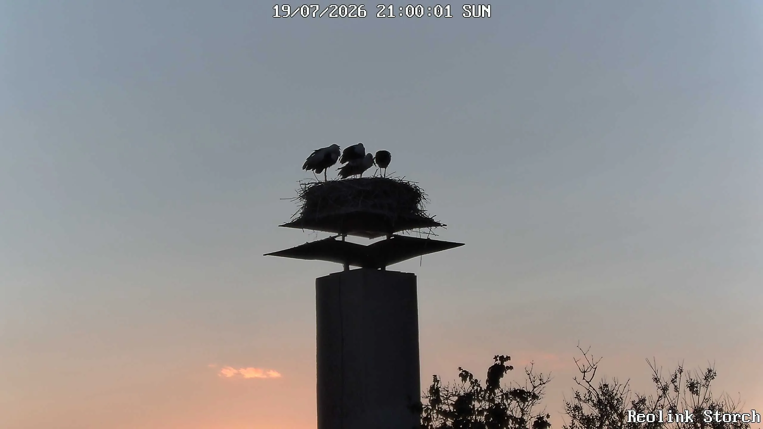 Storchencam Bild