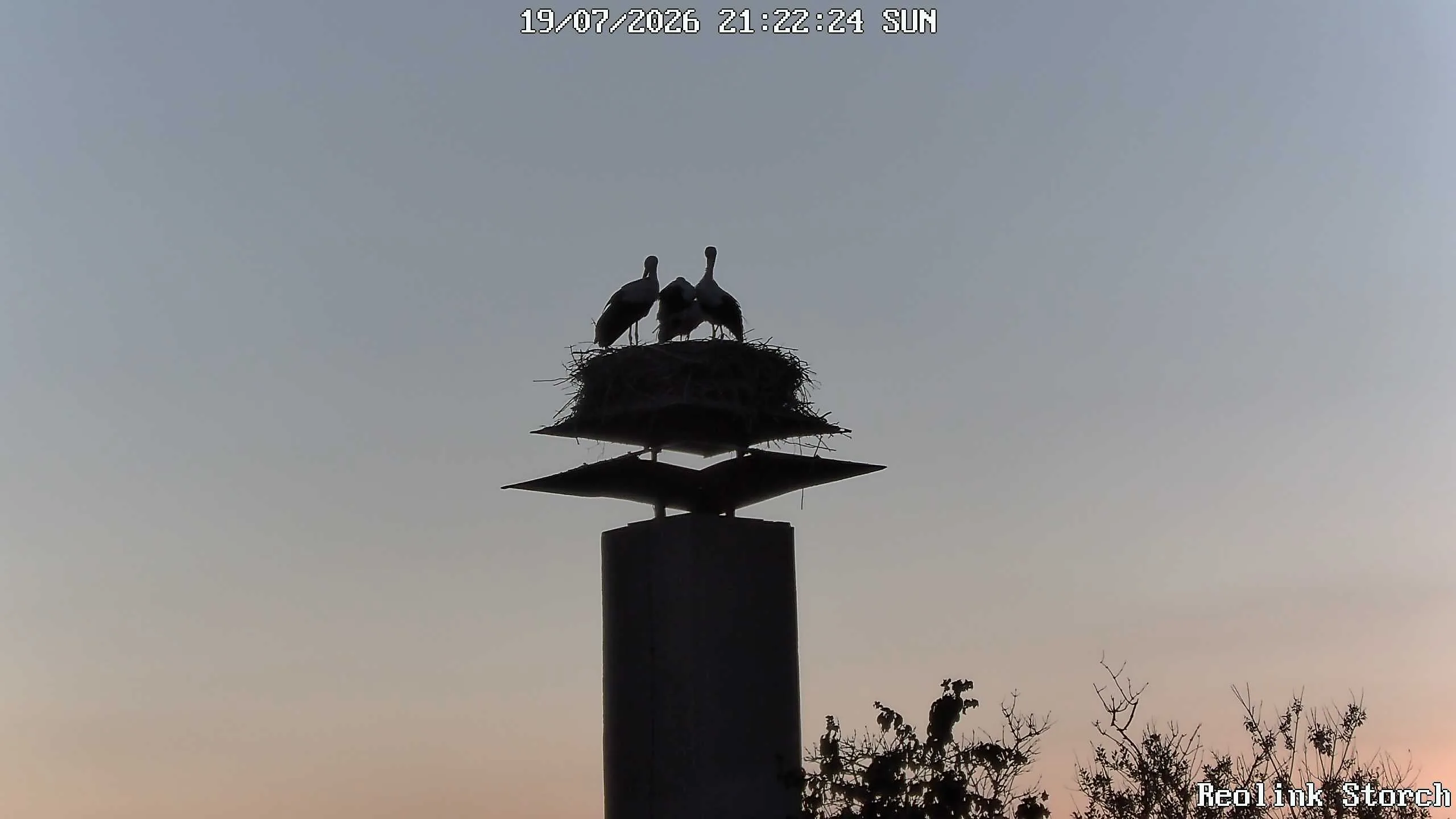 Storchencam Bild